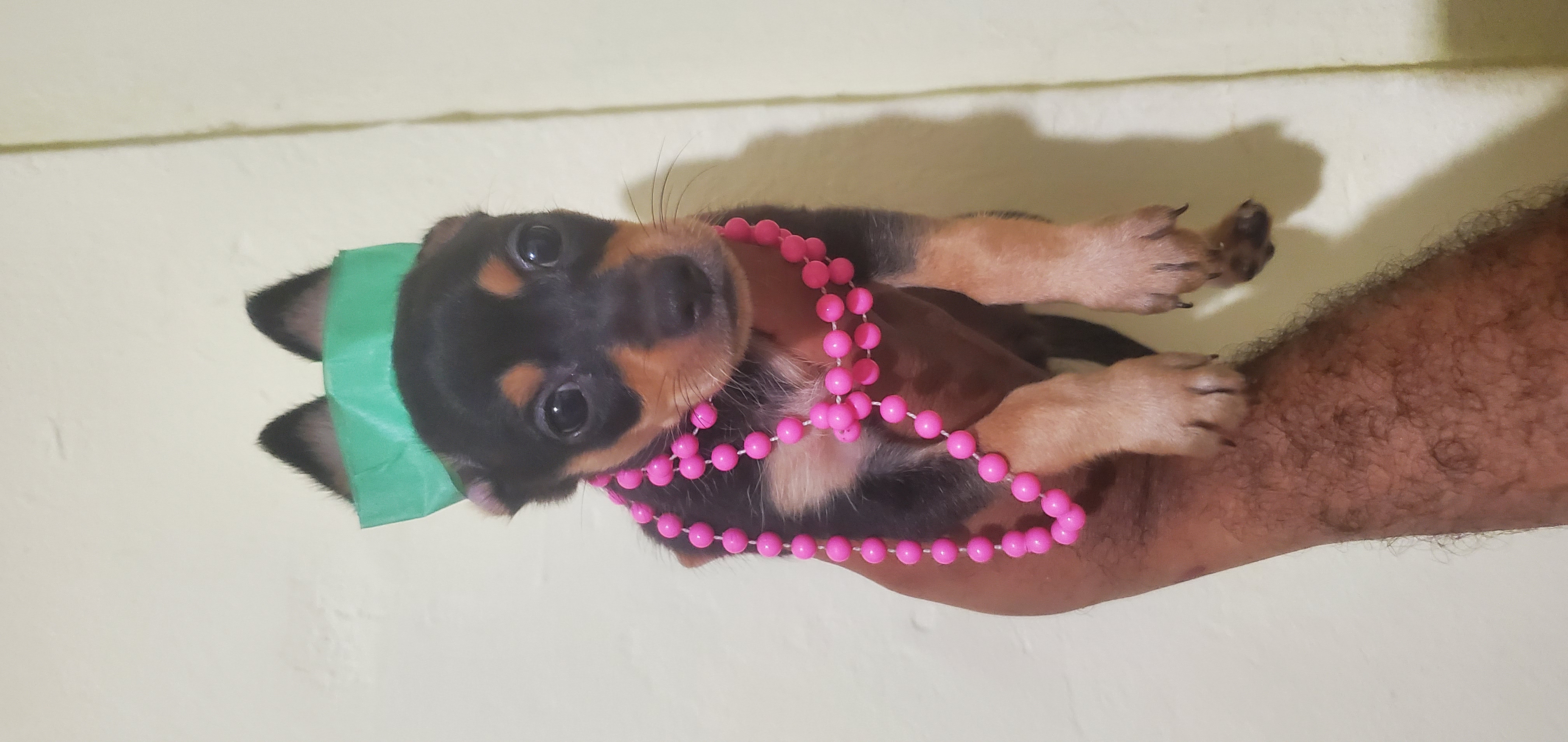 animales y mascotas - chihuahua  ambos sexos 