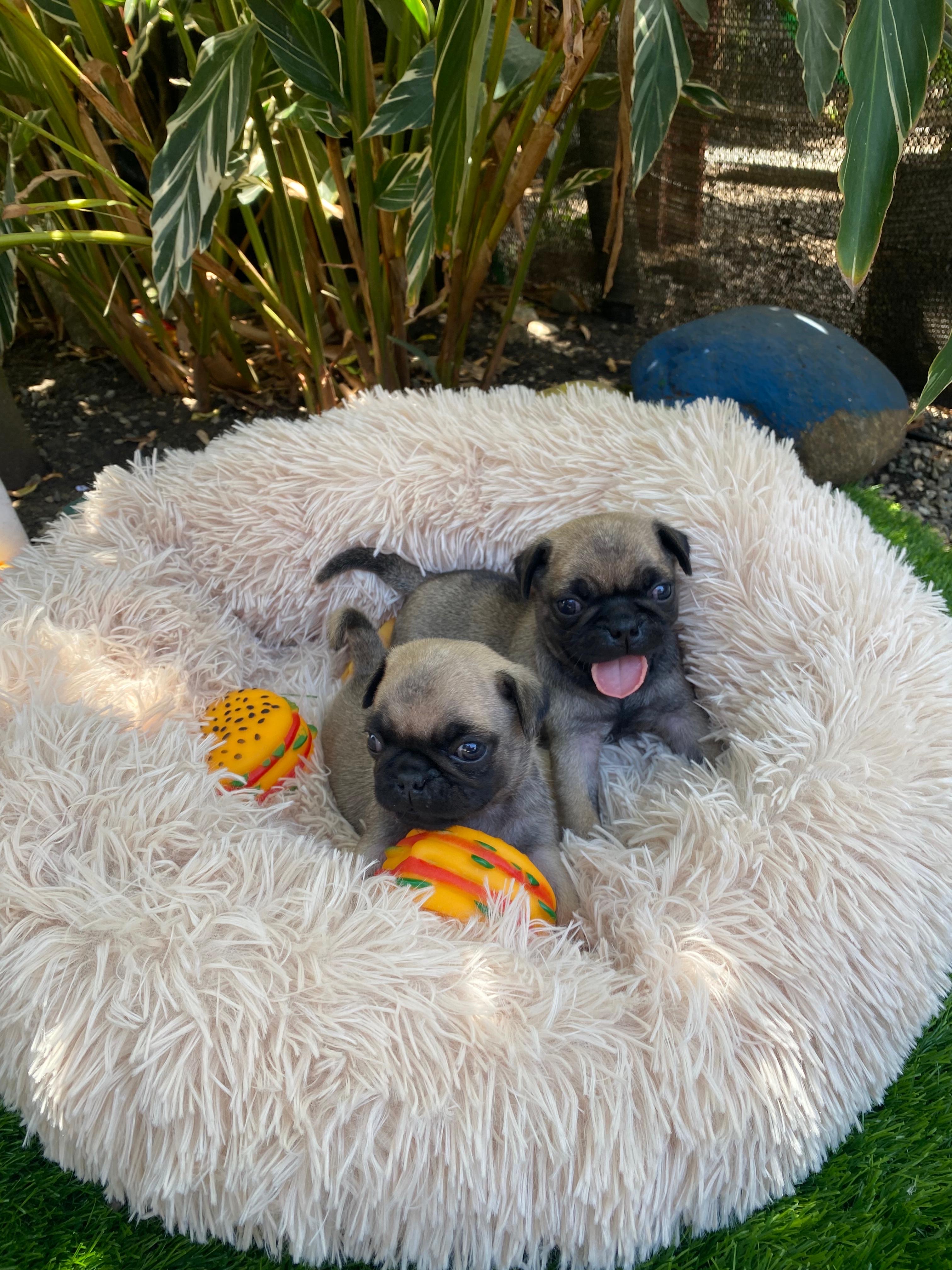 animales y mascotas - Cachorros Pugs
-Macho y Hembra 2