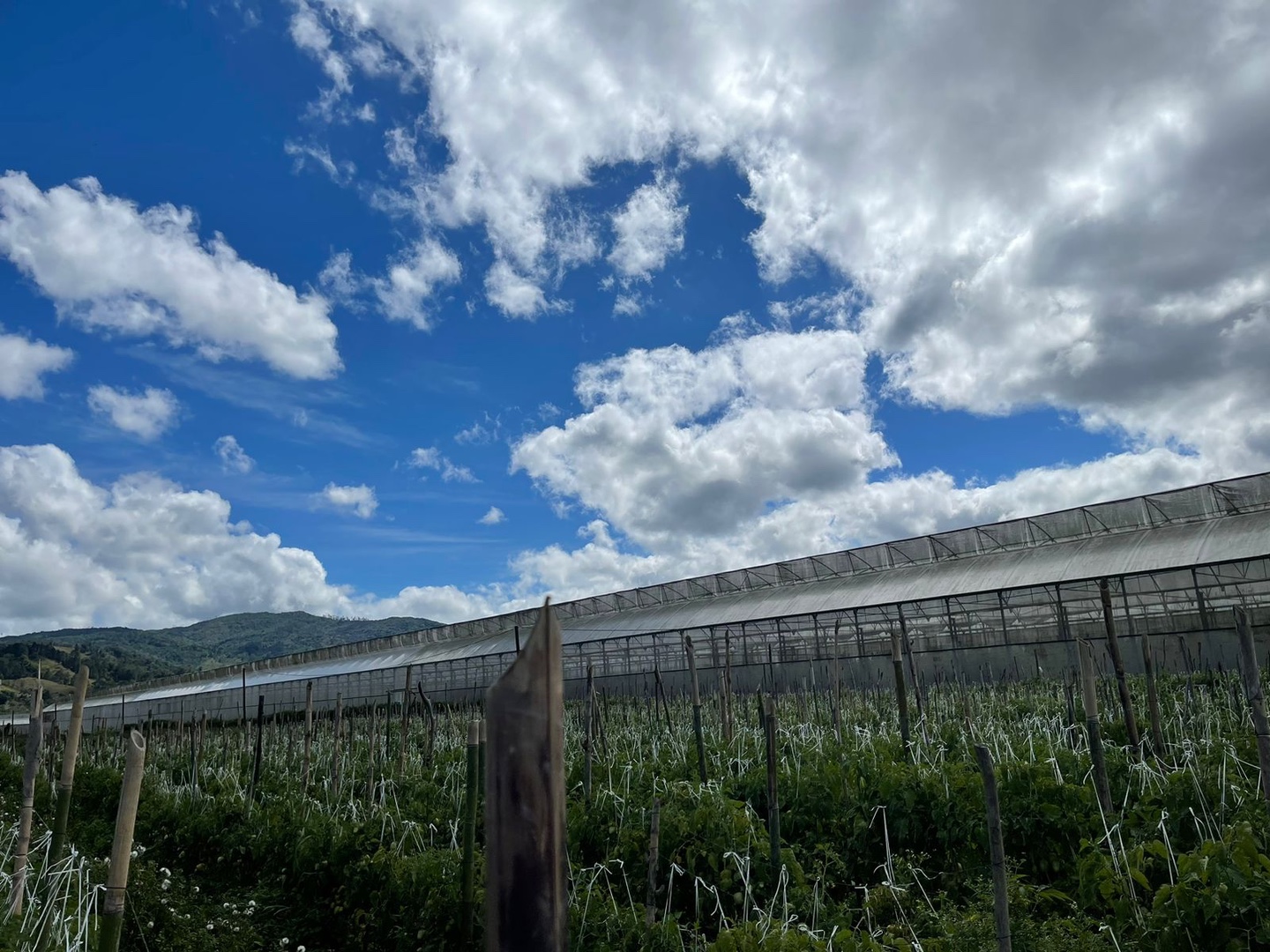solares y terrenos - Rancho arriba finca invernadero  4