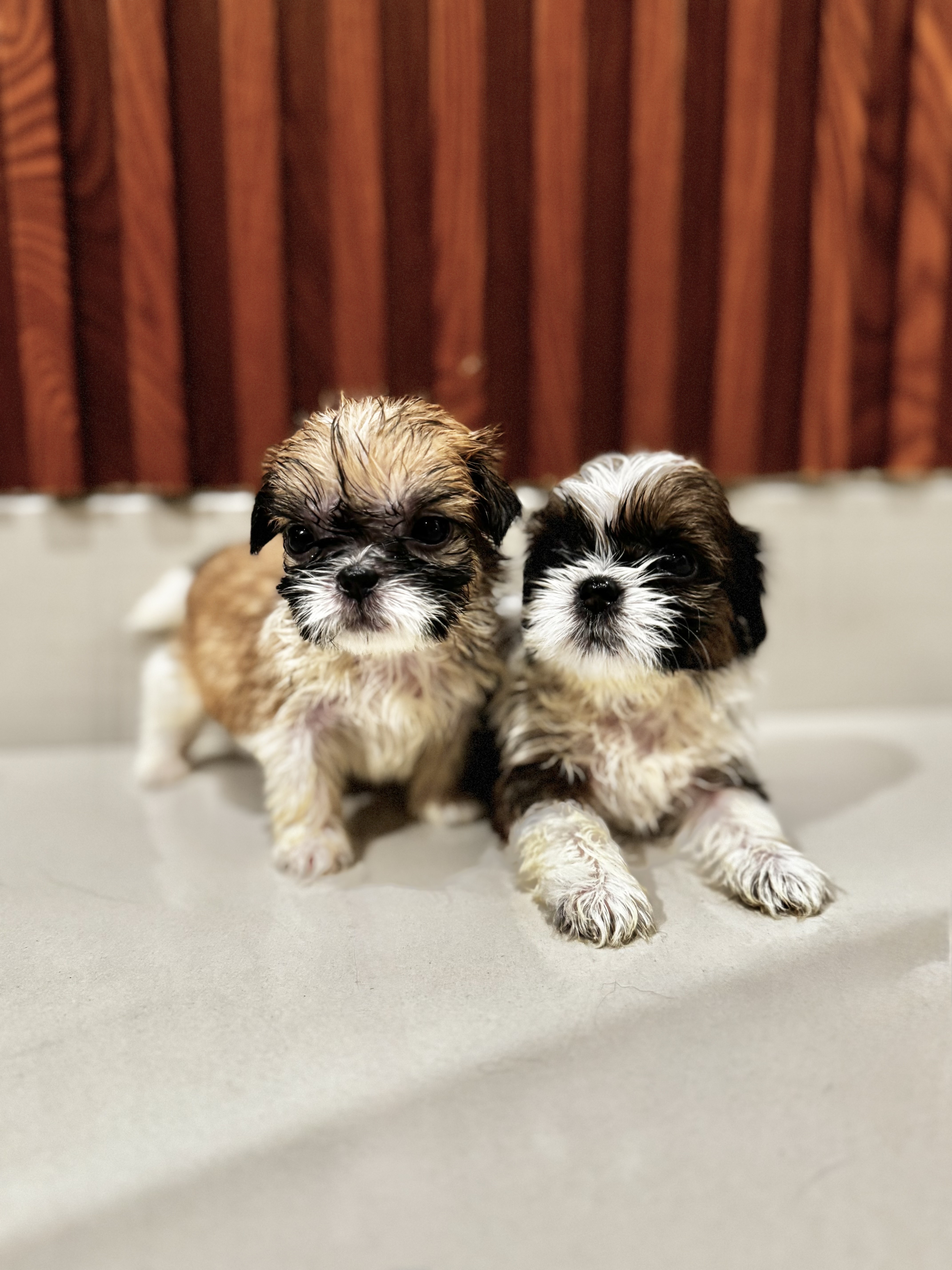animales y mascotas - Perros Shih Tzu