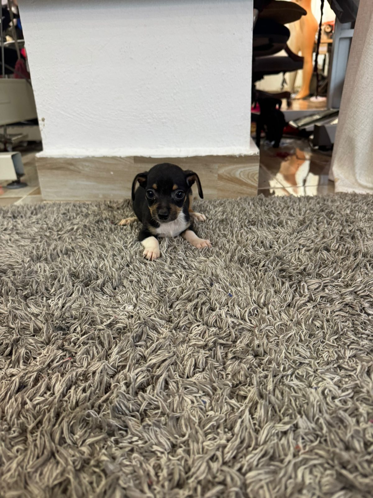 animales y mascotas - OFERTA CACHORRO CHIHUAHUA AMBOS SEXO MERLE SE ENTR 2