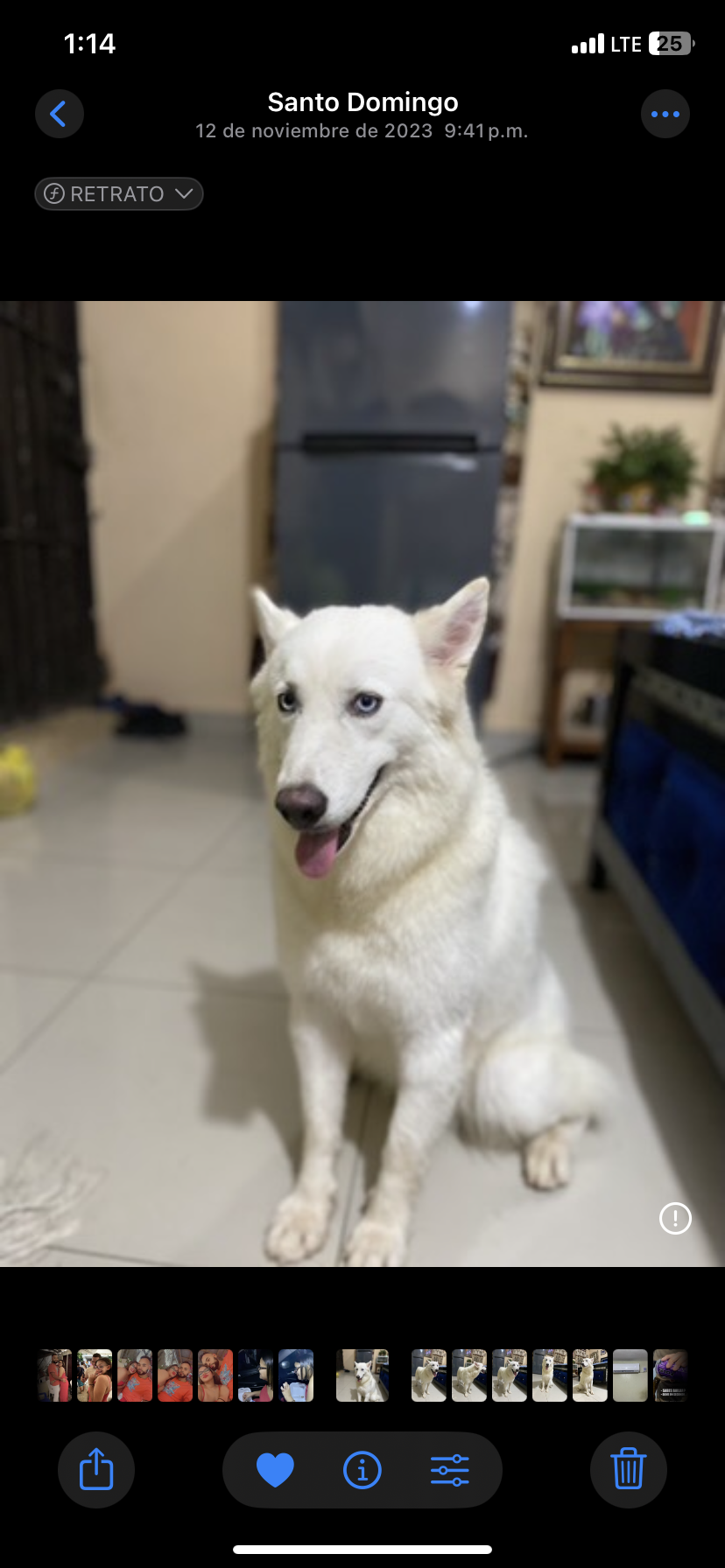 animales y mascotas - Husky siberiana hembra 1