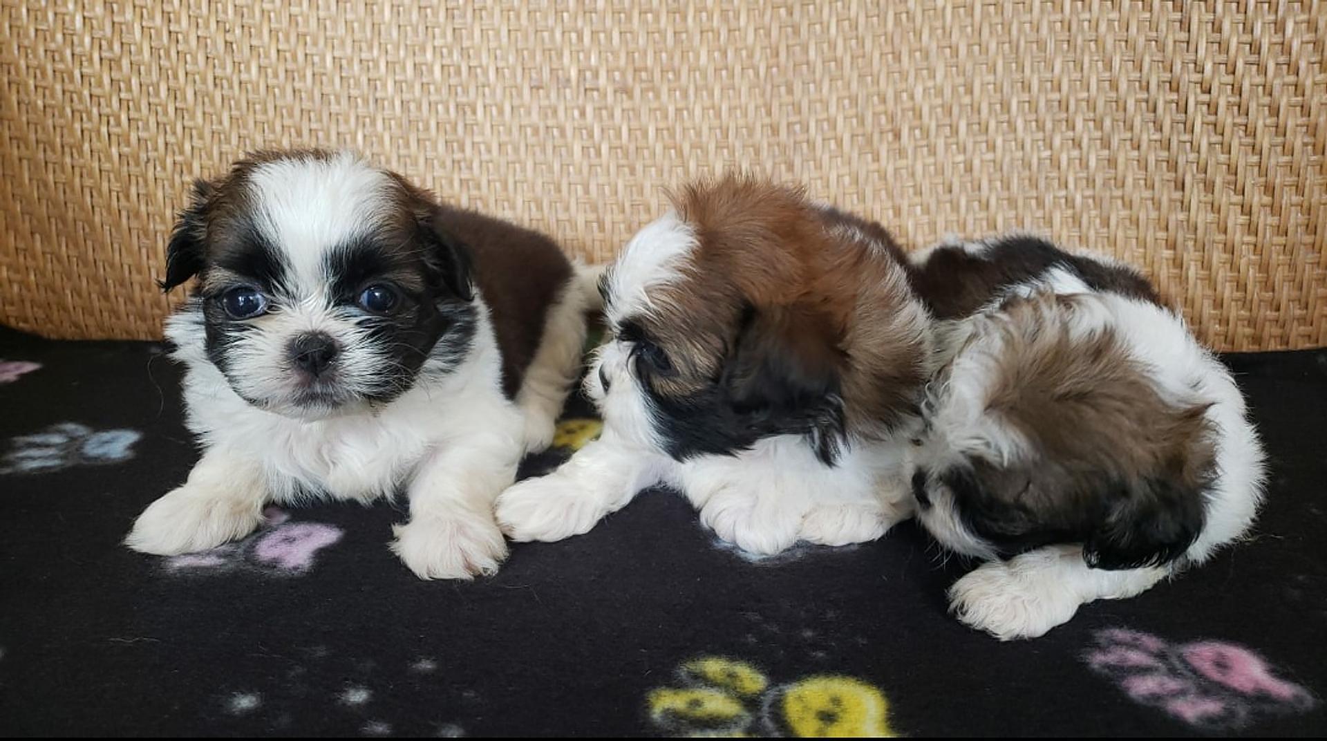 animales y mascotas - shih tzu mini hembras  2