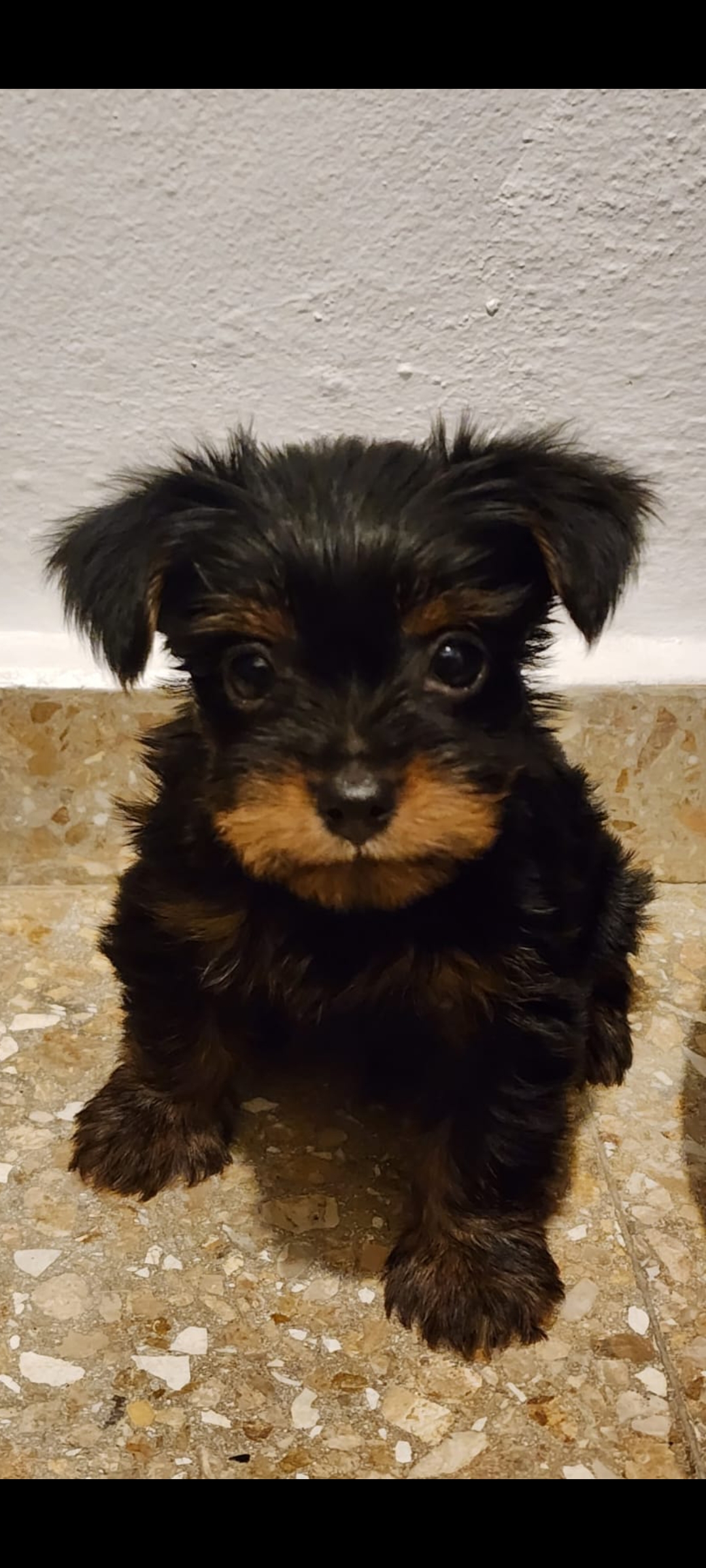 animales y mascotas - YORKIE MIX,,  disponible, ( varón ) fotos de la madre y el padre, negociable.  0