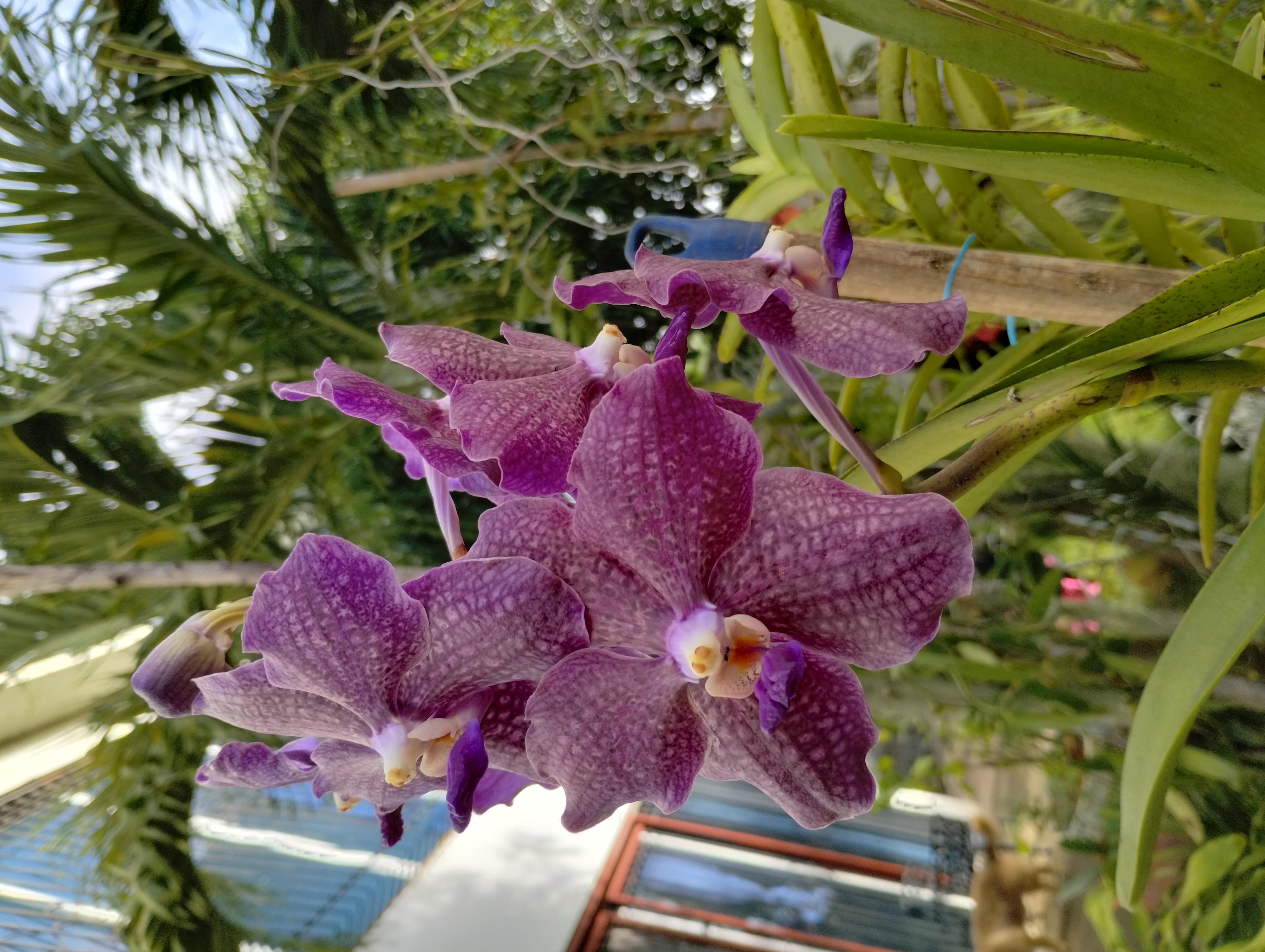 herramientas, jardines y exterior - Venta de orquídeas  7