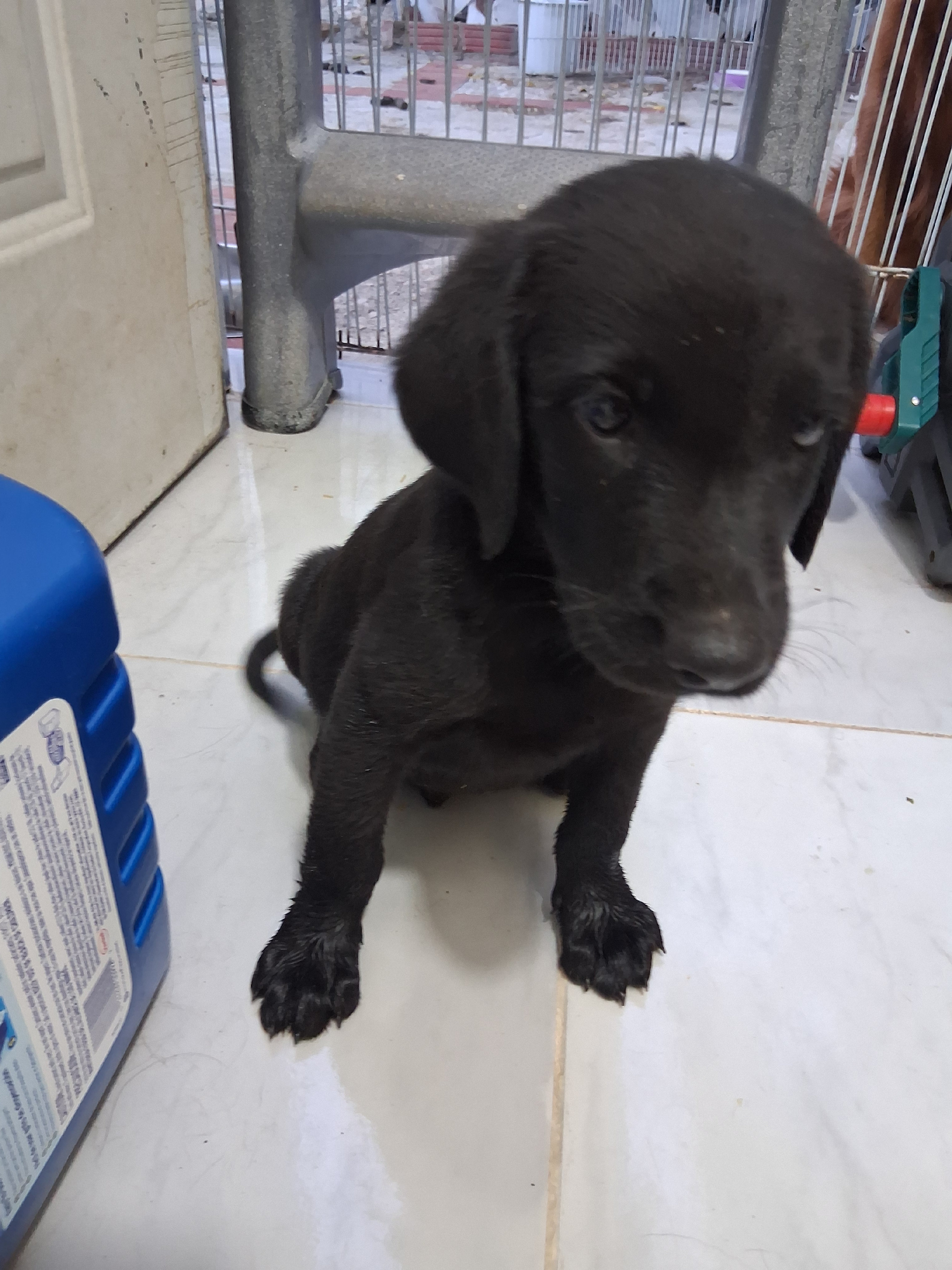 animales y mascotas - Oportunidad hermoso cachorro de madre golden  retriever y padre bordes collie 0