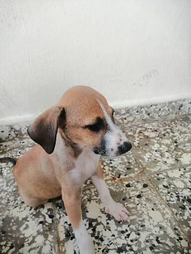 animales y mascotas - Cachorros encantasores🐶 1