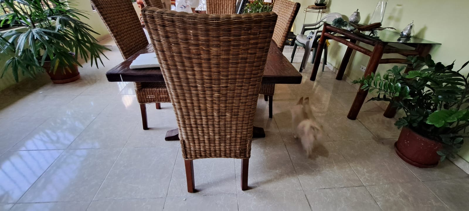 muebles y colchones - COMEDOR 6 SILLAS EN MIMBRE 1