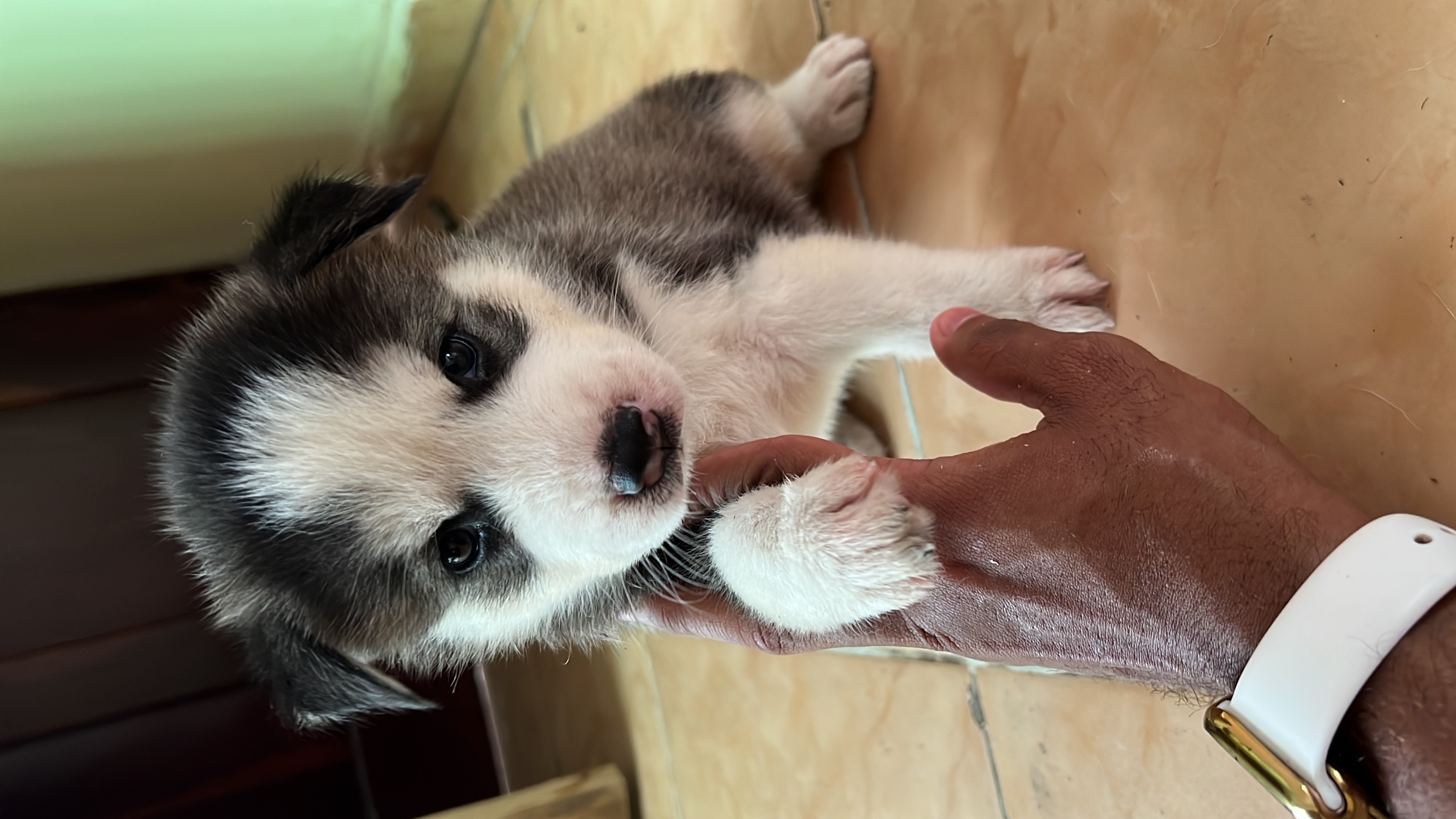 animales y mascotas - Husky Siberiano  2