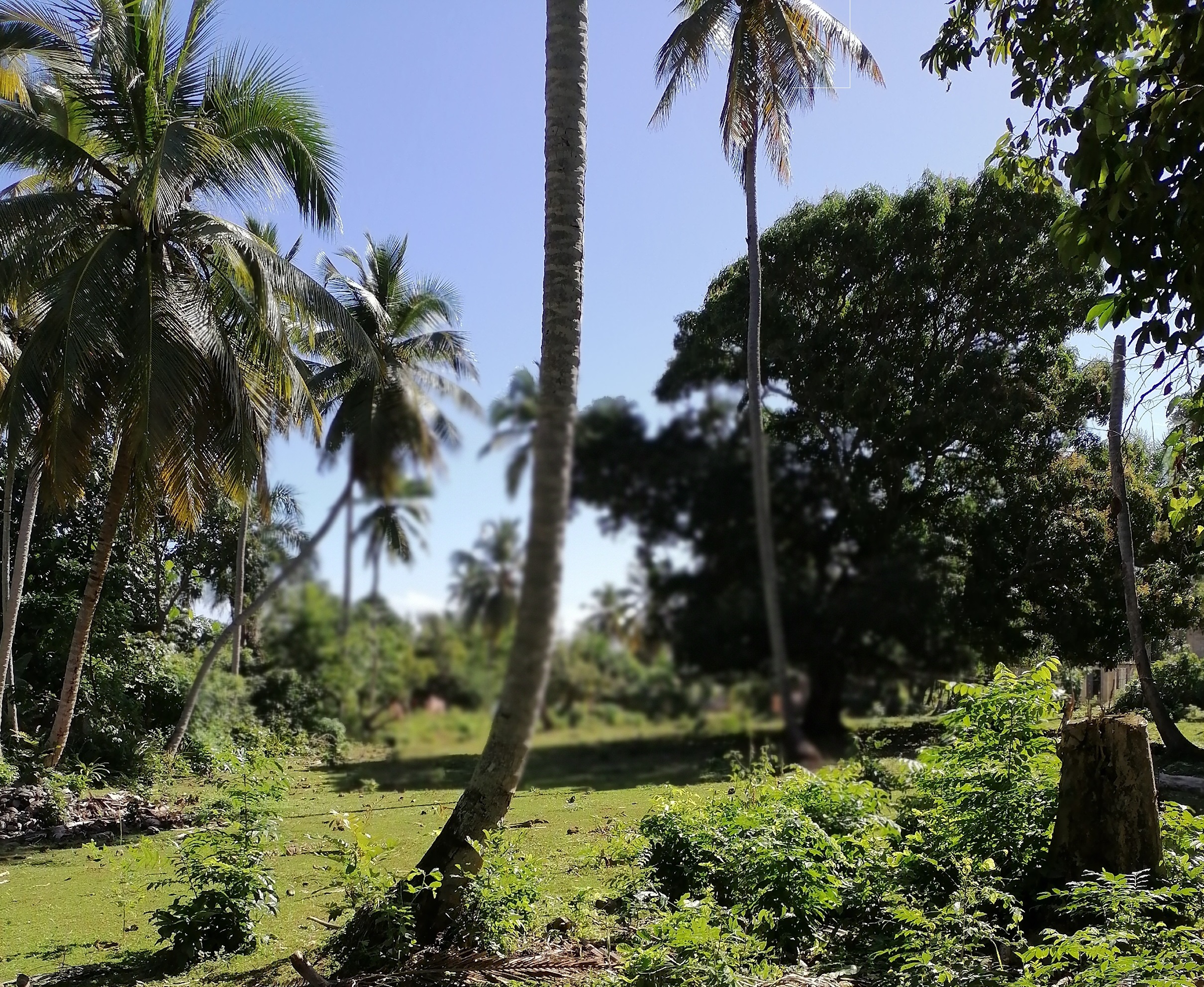 solares y terrenos - SE VENDE TERRENO EN EL FRANCES DE SAMANA