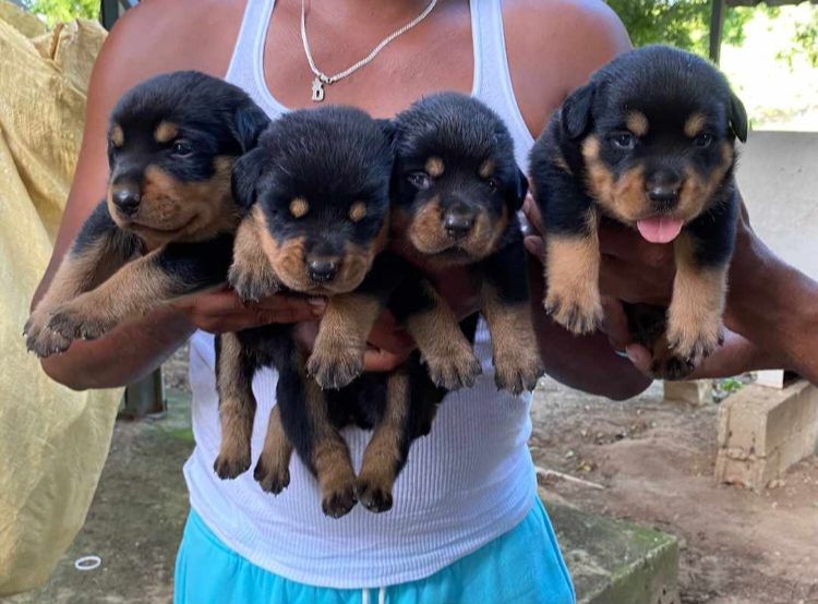 animales y mascotas - Rottweiler hembras y machos. Dog, pet, mascotas, cachorro, rotweiler, perro