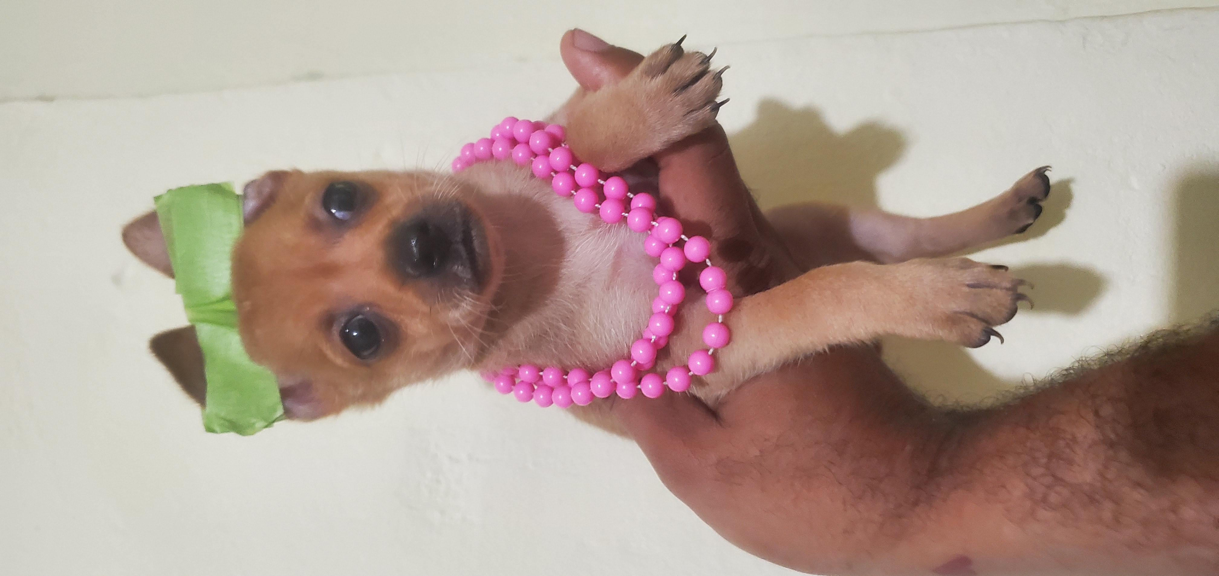 animales y mascotas - chihuahua  ambos sexos  1