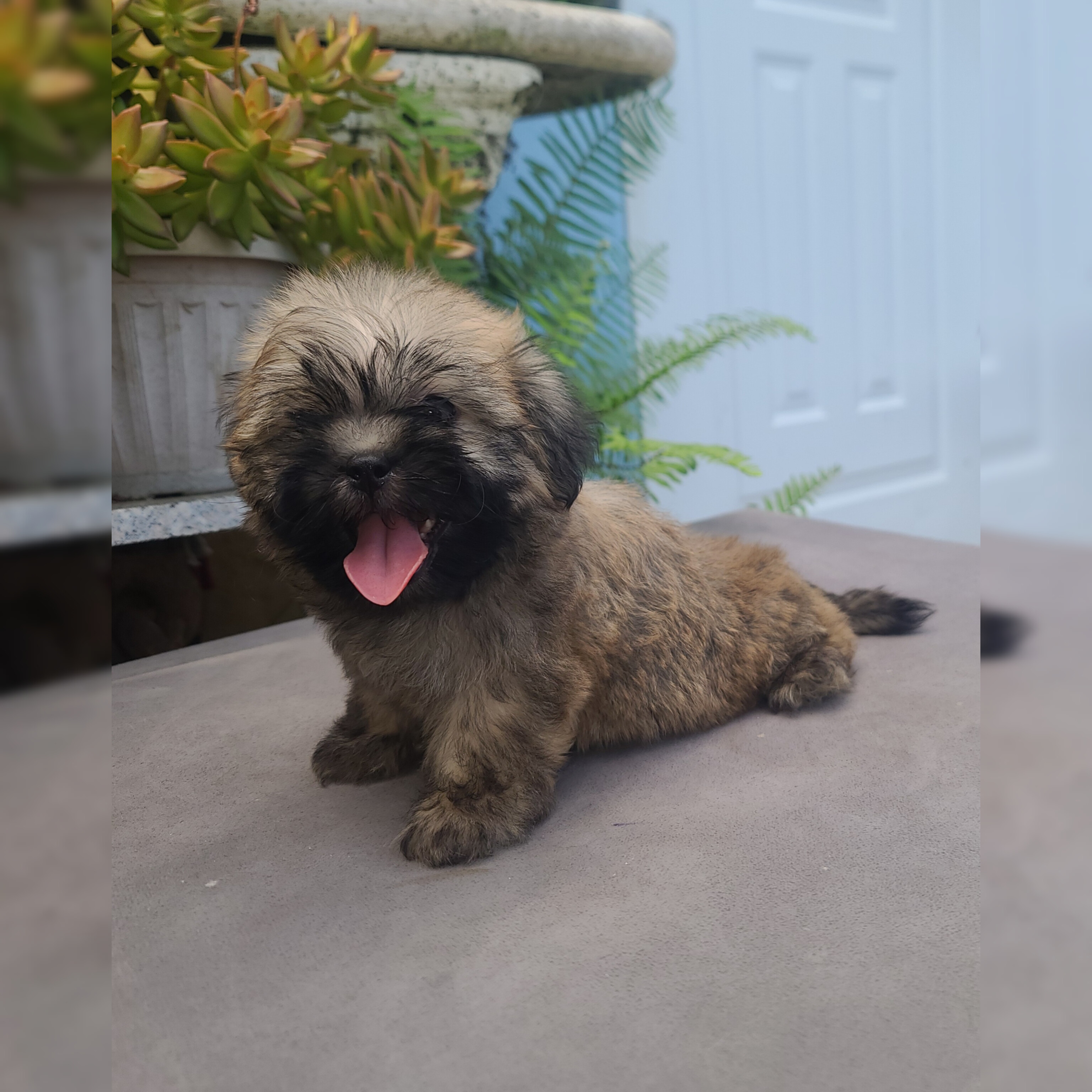 animales y mascotas - cachorro shipoo 0