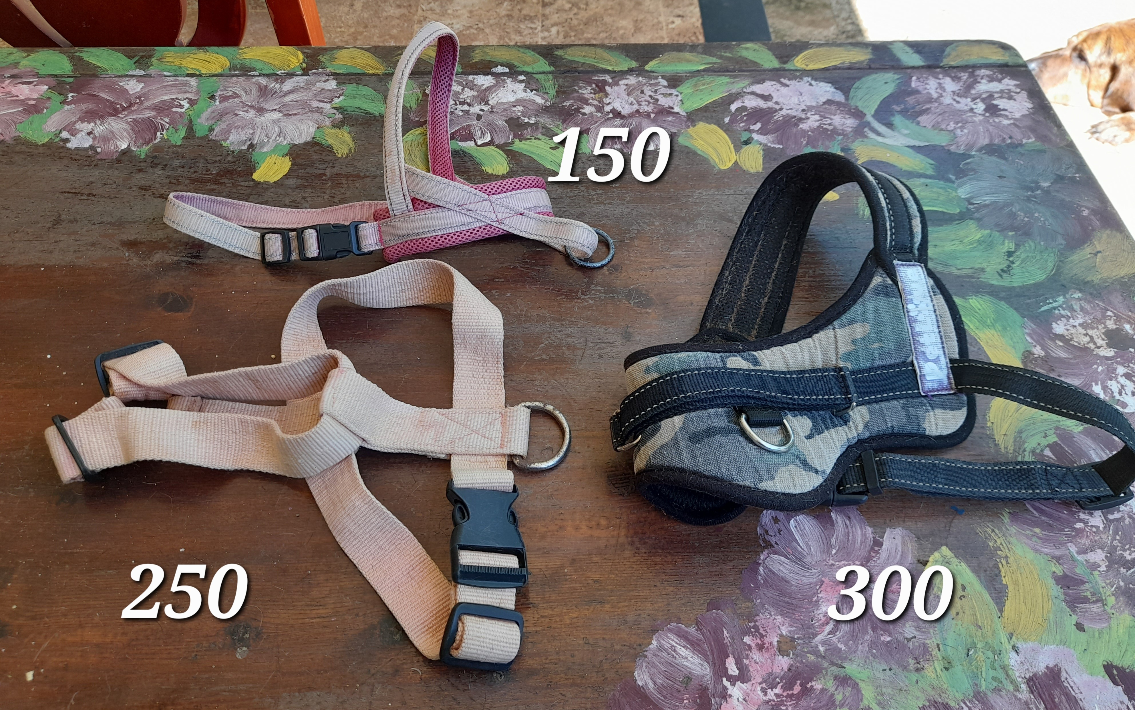 animales y mascotas - Accesorios para perros  3