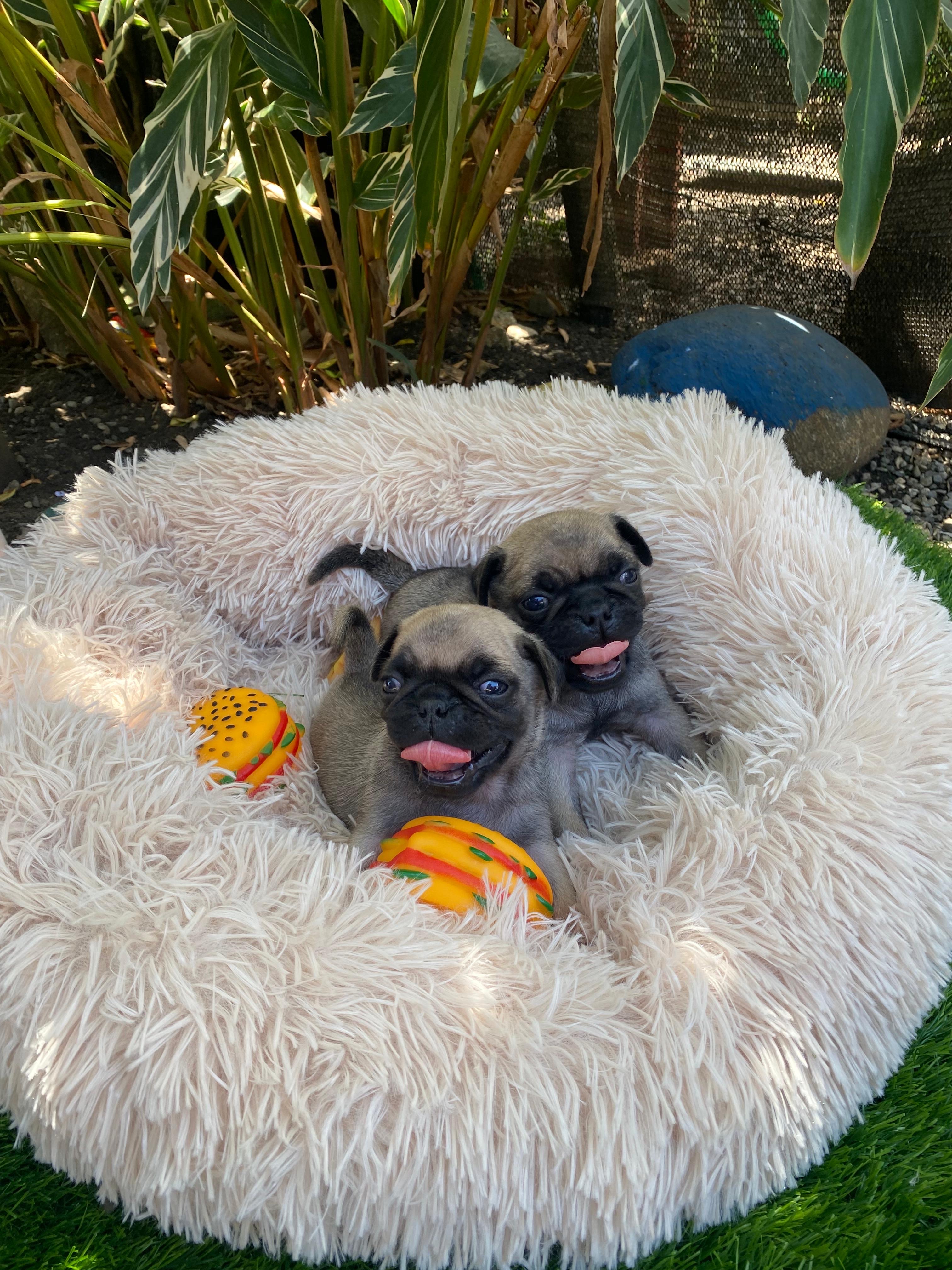 animales y mascotas - Cachorros Pugs
-Macho y Hembra 3