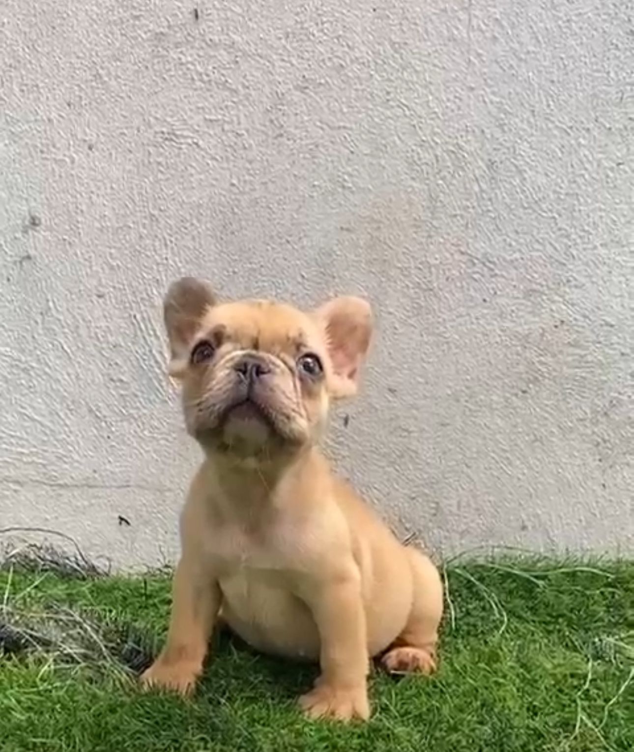 animales y mascotas - OFERTA CACHORRO BULLDOG FRANCES MACHO UBICADO EN S