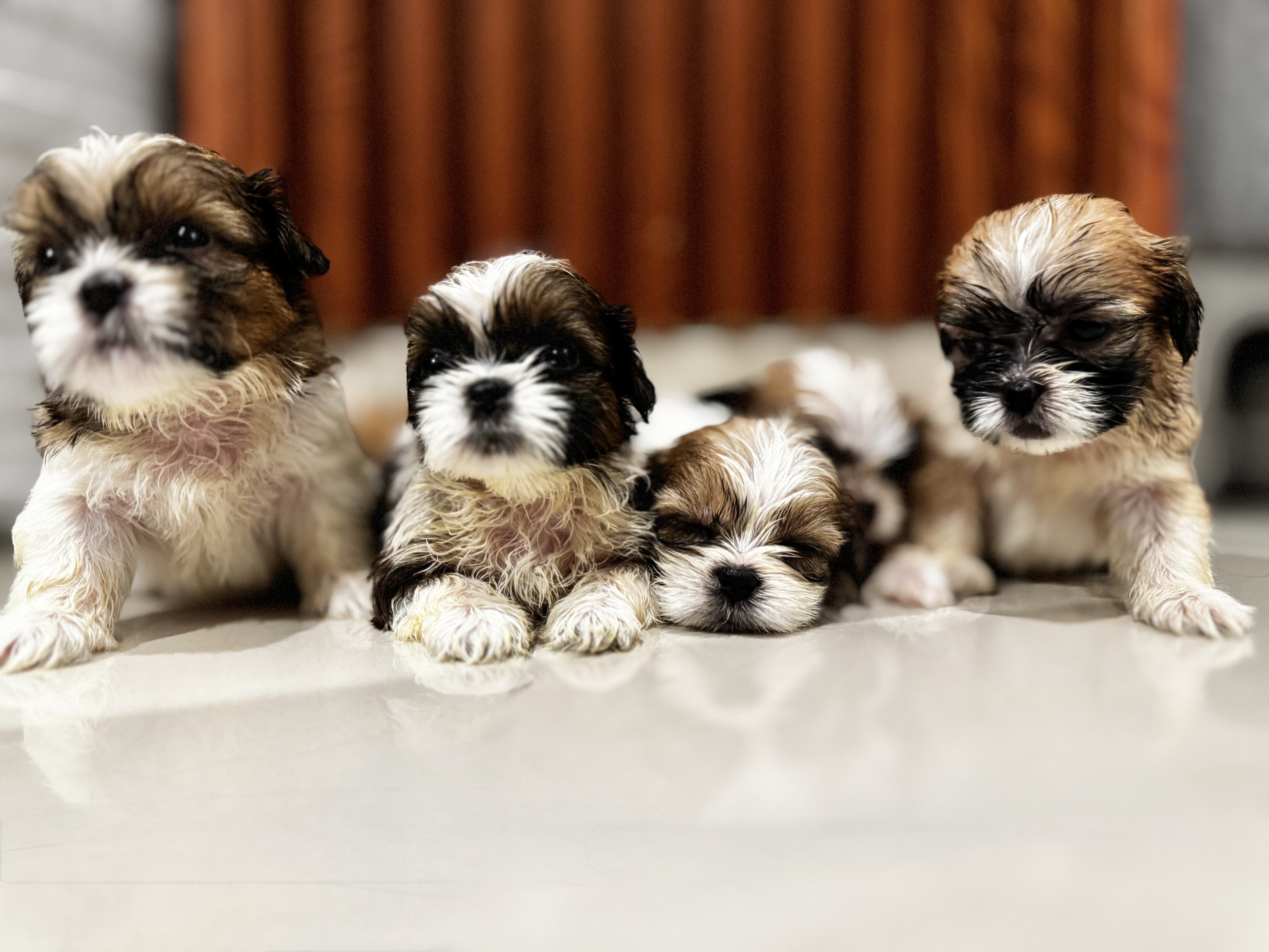 animales y mascotas - Perros Shih Tzu 1