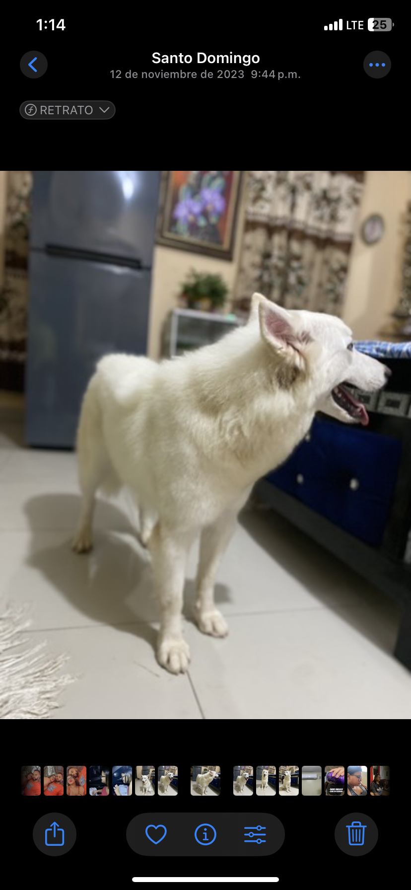 animales y mascotas - Husky siberiana hembra 2