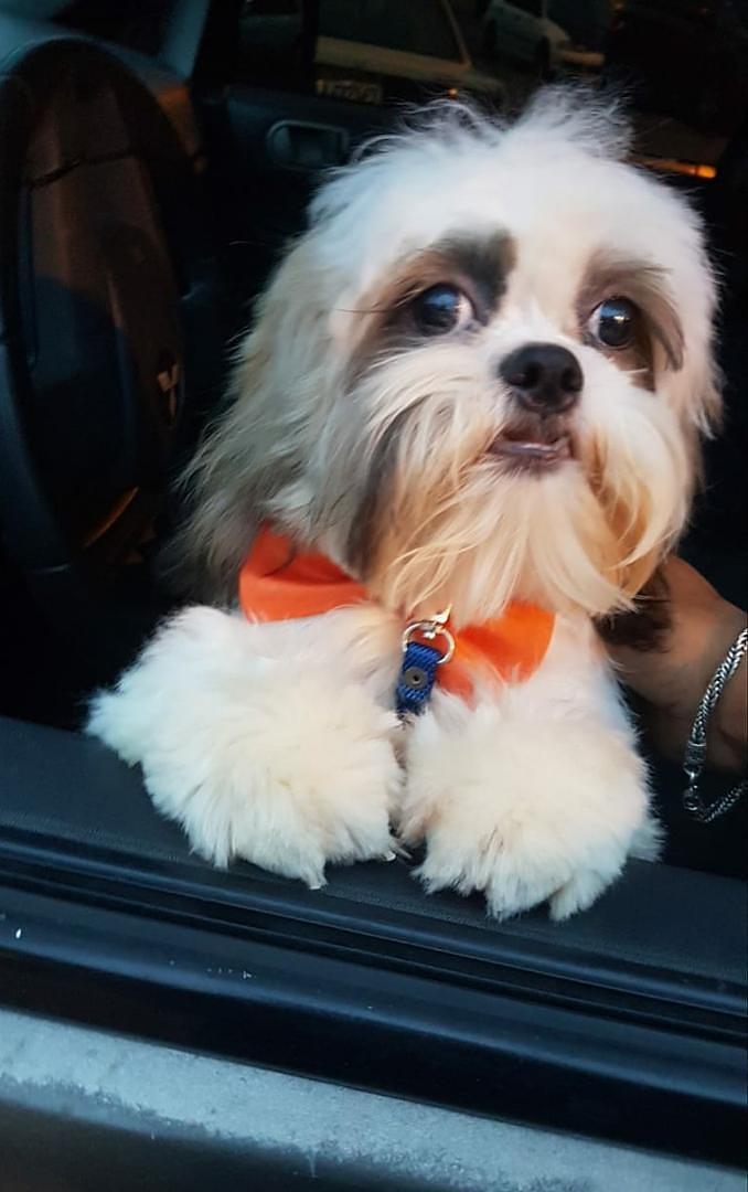 animales y mascotas - shih tzu mini hembras  3