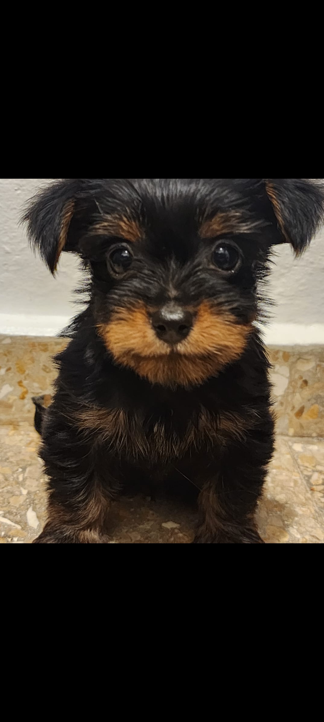 animales y mascotas - YORKIE MIX,,  disponible, ( varón ) fotos de la madre y el padre, negociable.  1
