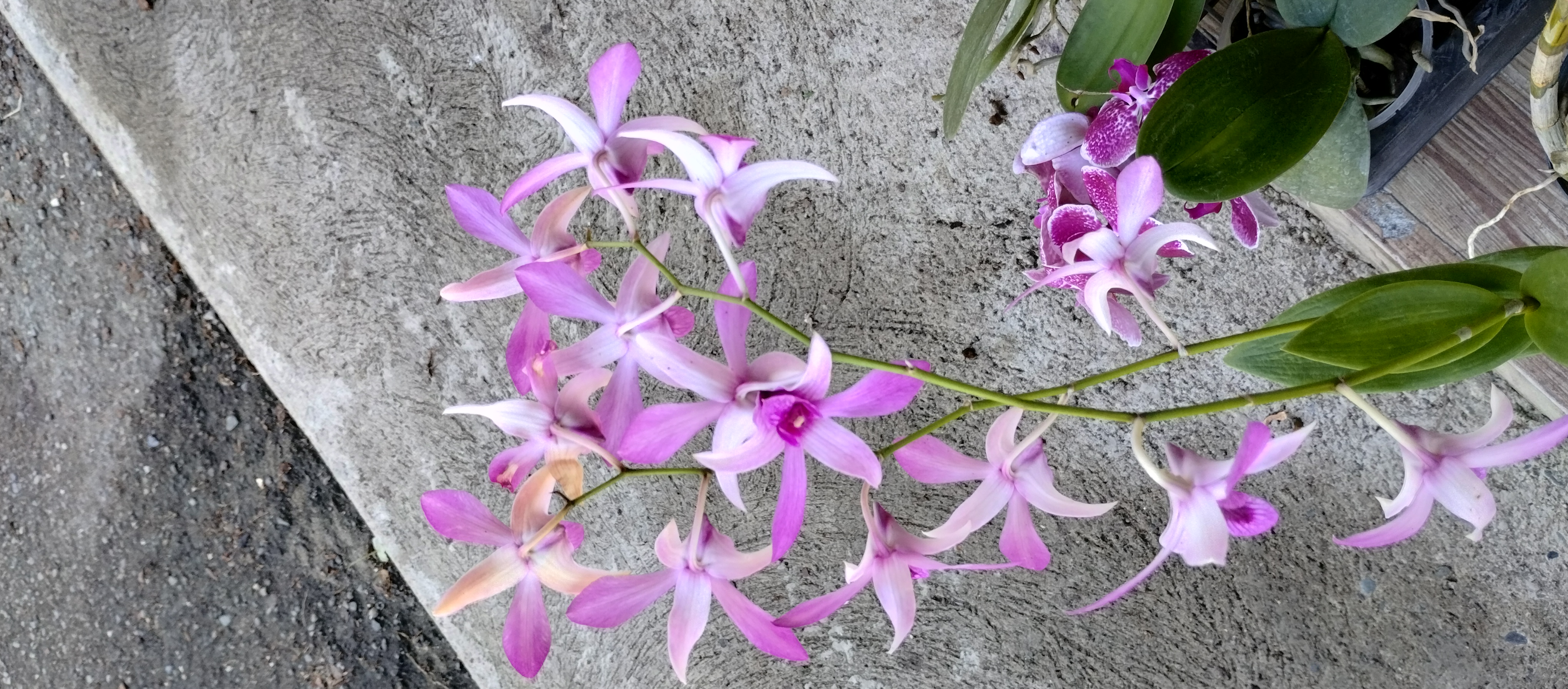 herramientas, jardines y exterior - Venta de orquídeas  8