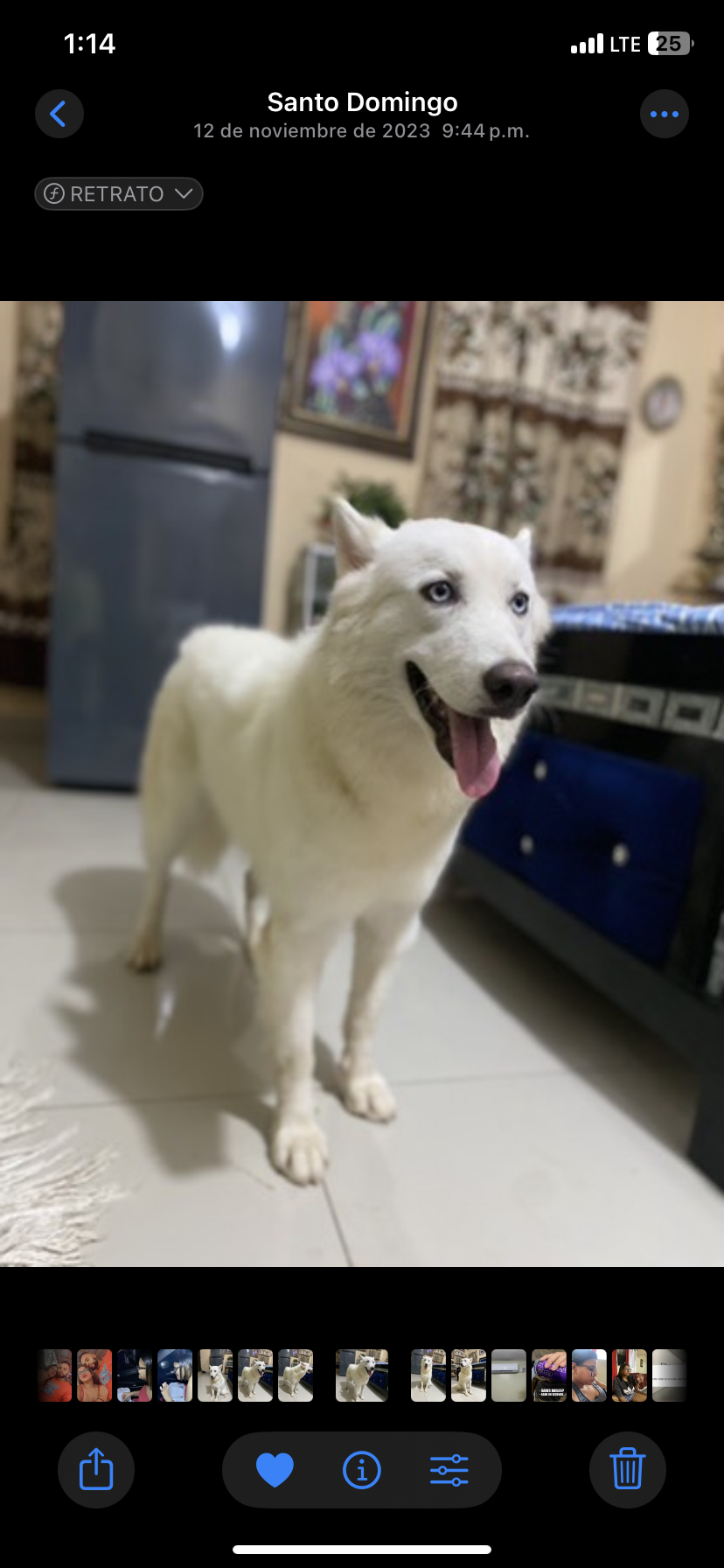 animales y mascotas - Husky siberiana hembra 3