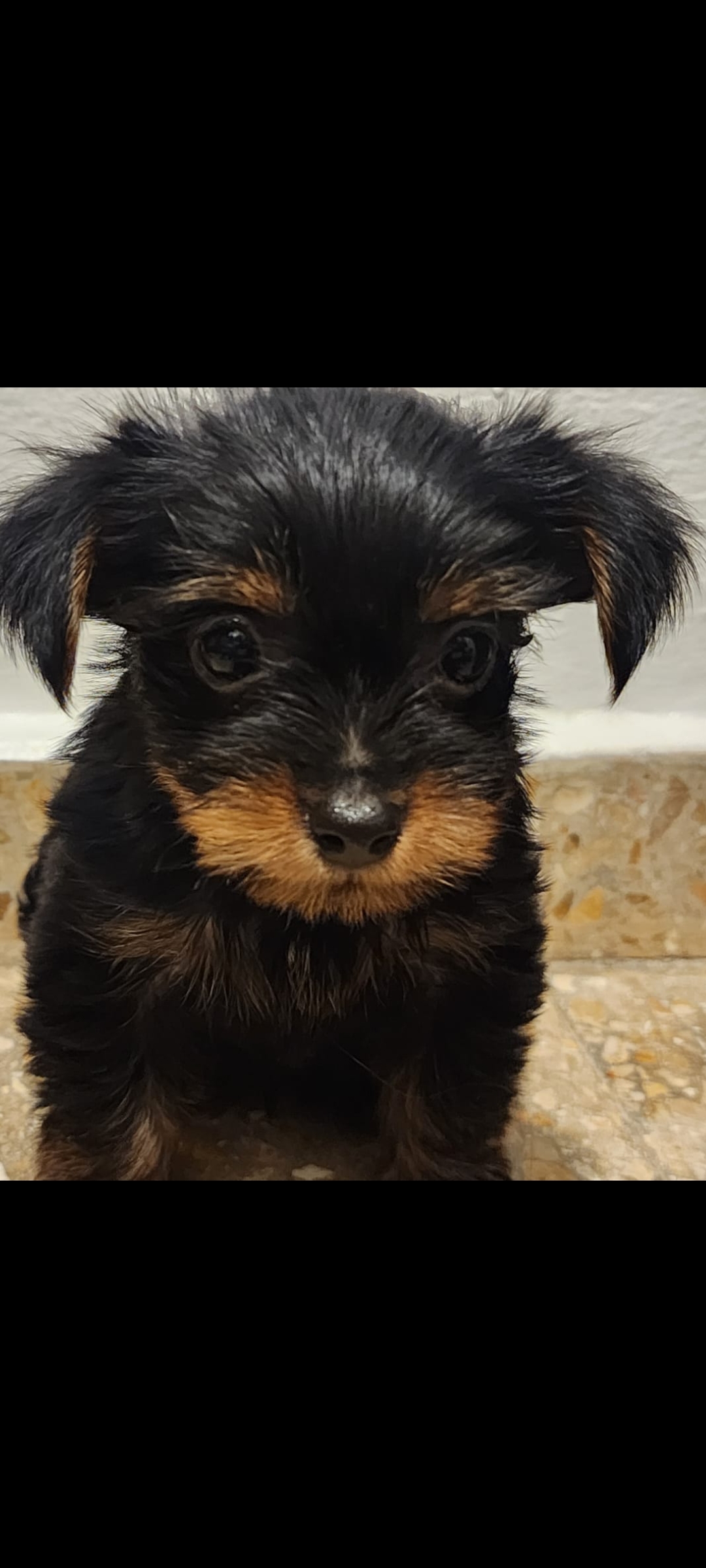 animales y mascotas - YORKIE MIX,,  disponible, ( varón ) fotos de la madre y el padre, negociable.  2