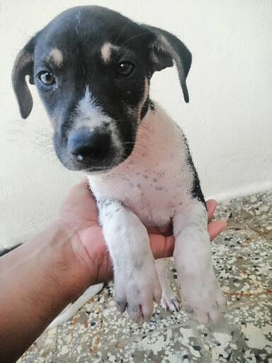 animales y mascotas - Cachorros encantasores🐶 3