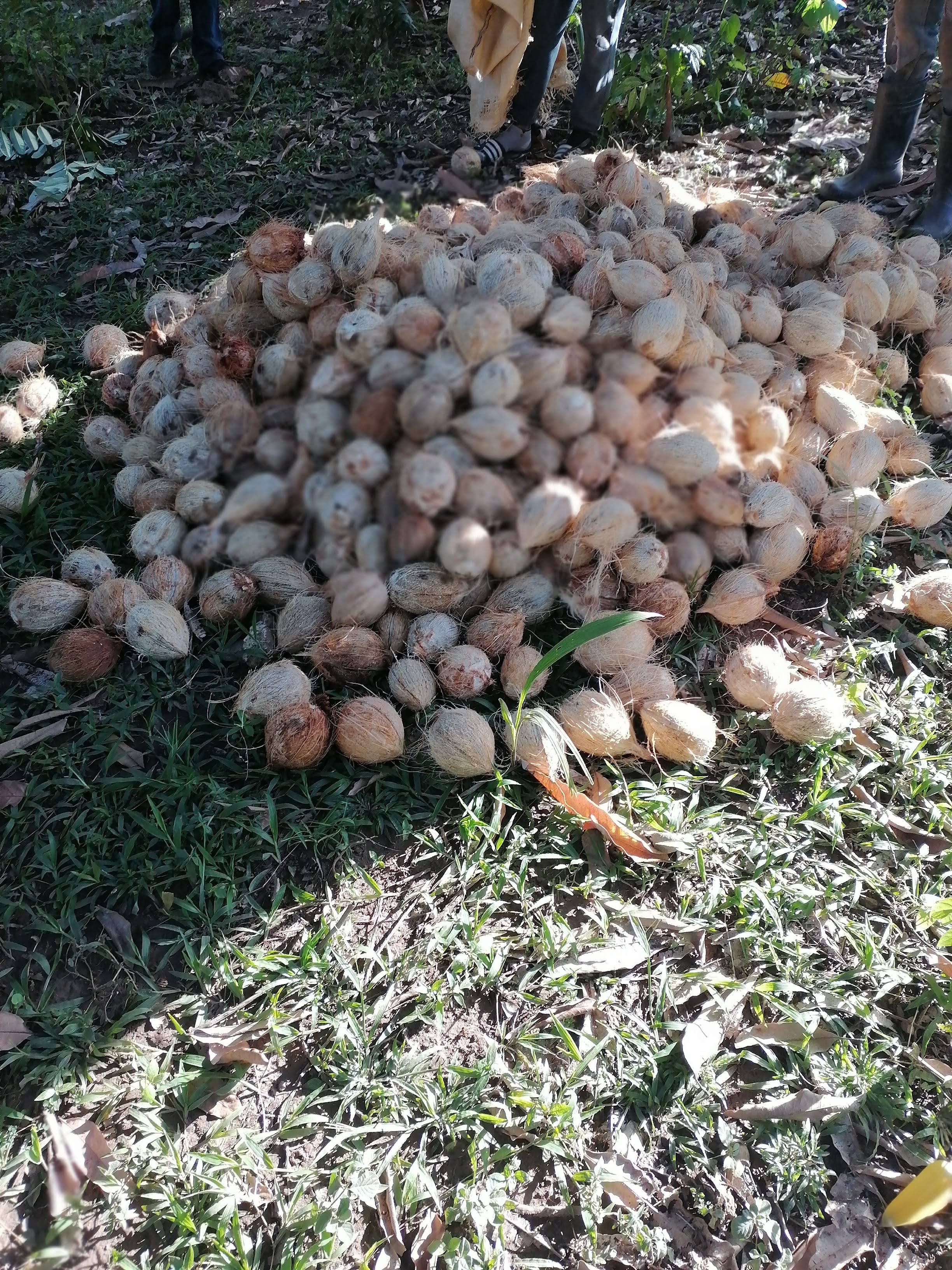 solares y terrenos - SE VENDE TERRENO EN EL FRANCES DE SAMANA 2