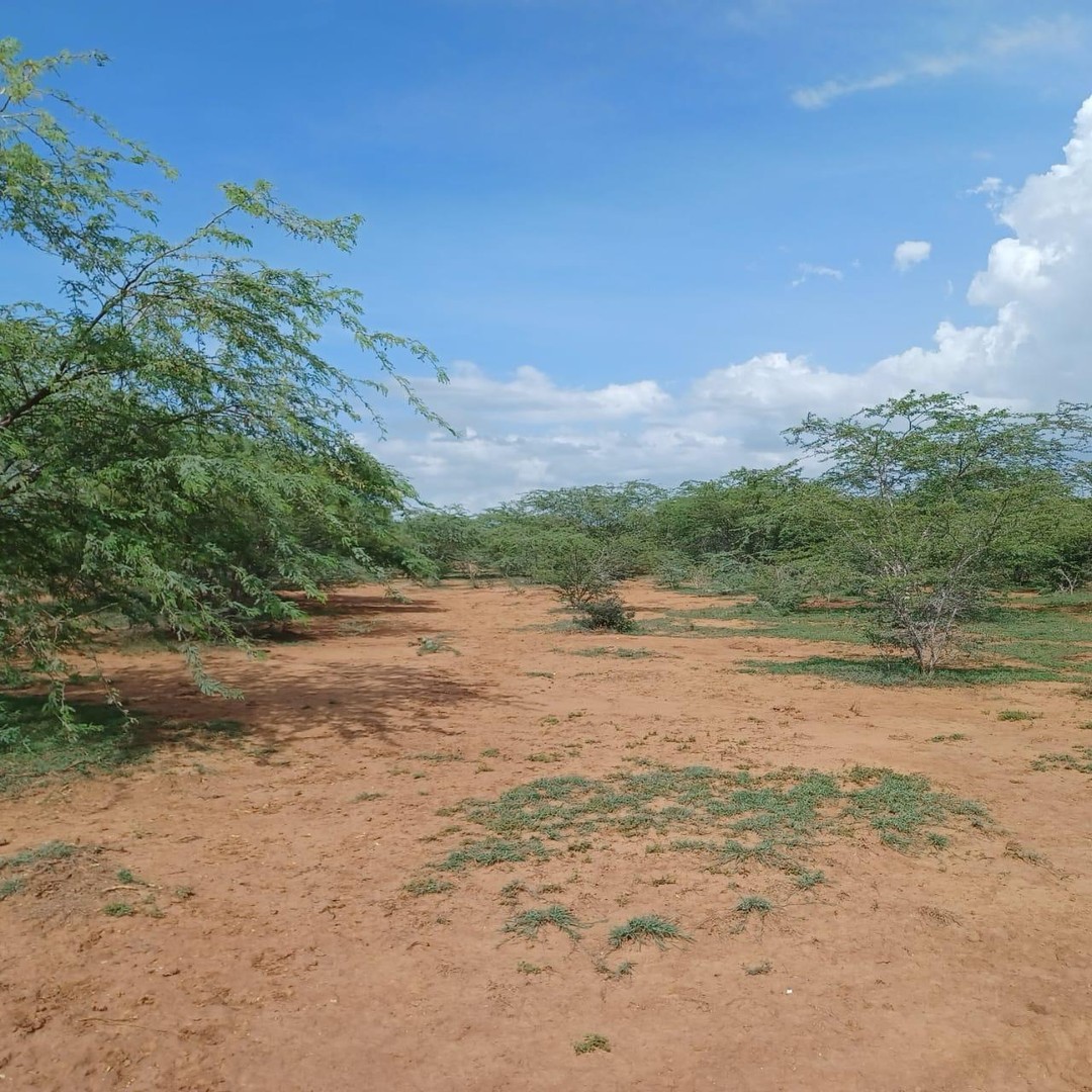 solares y terrenos - Finca 7,000 tareas Mao
 3