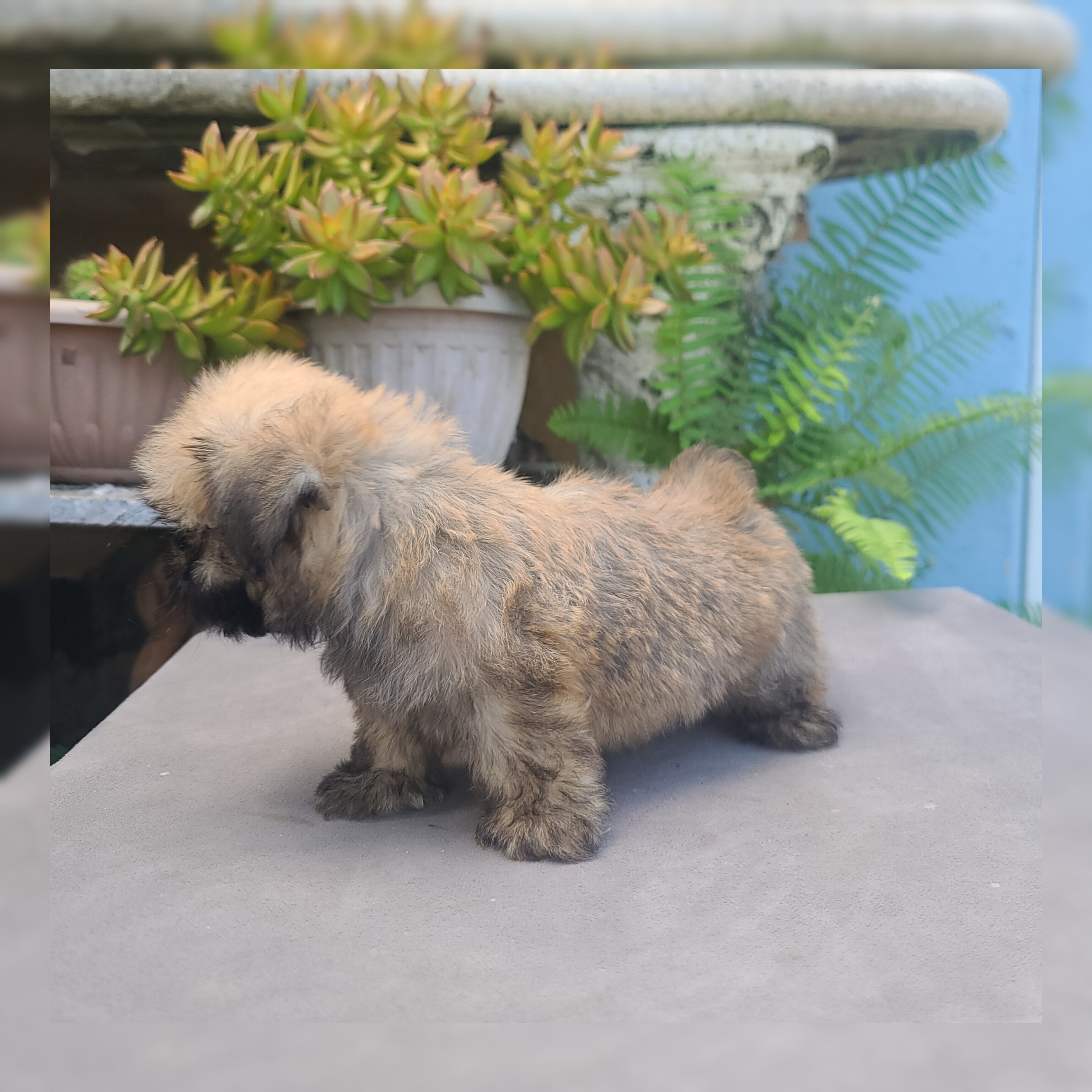 animales y mascotas - cachorro shipoo 2