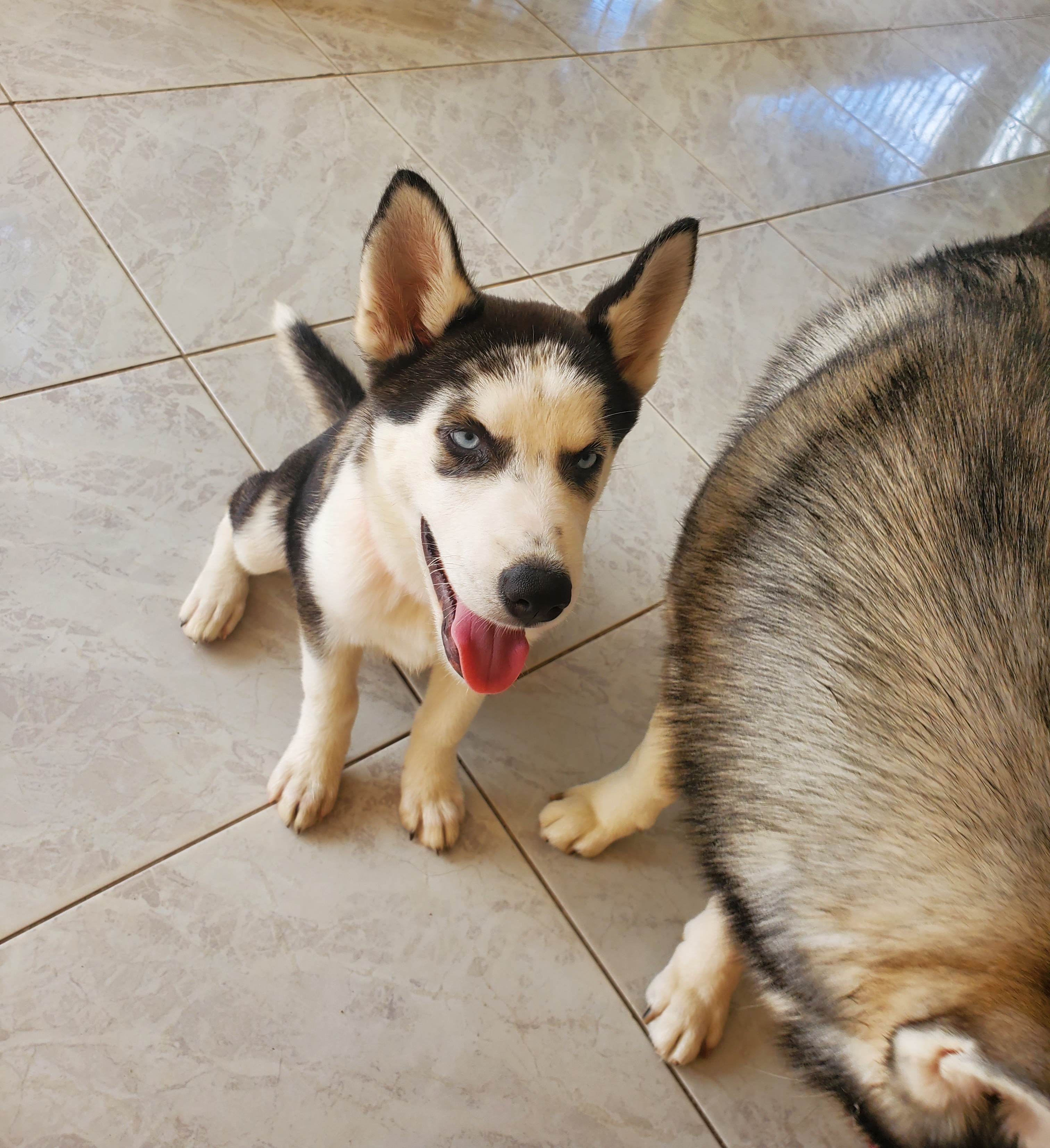 animales y mascotas - Husky hembra