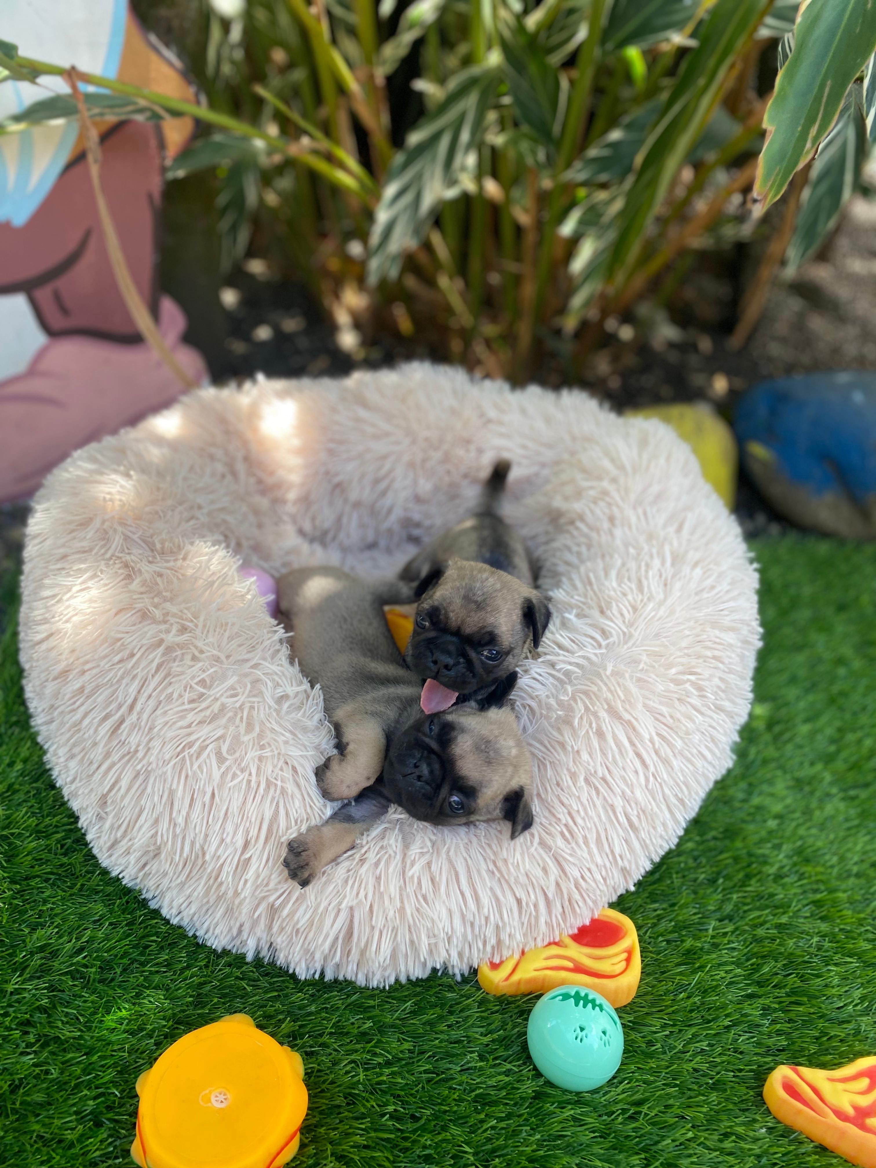 animales y mascotas - Cachorros Pugs
-Macho y Hembra 5