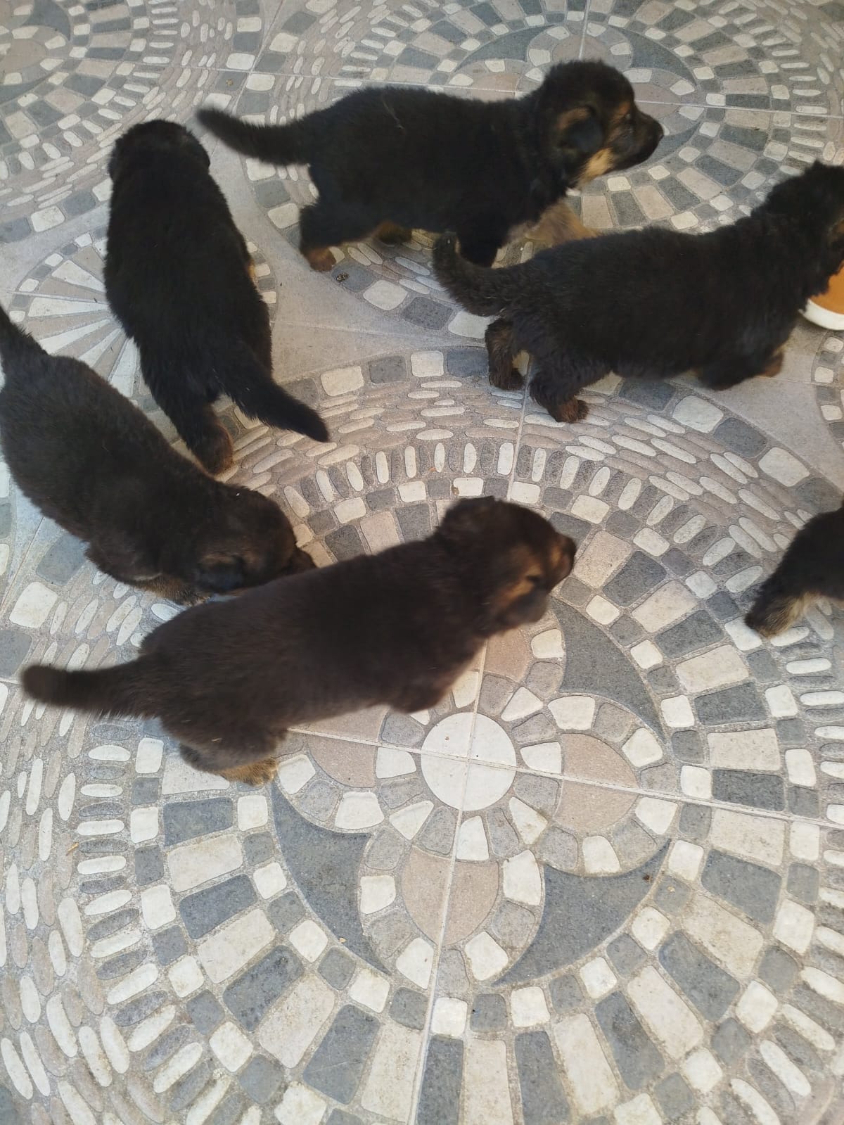 animales y mascotas - Pastor Alemán Puro, Pedigree –Línea 100% Original 9
