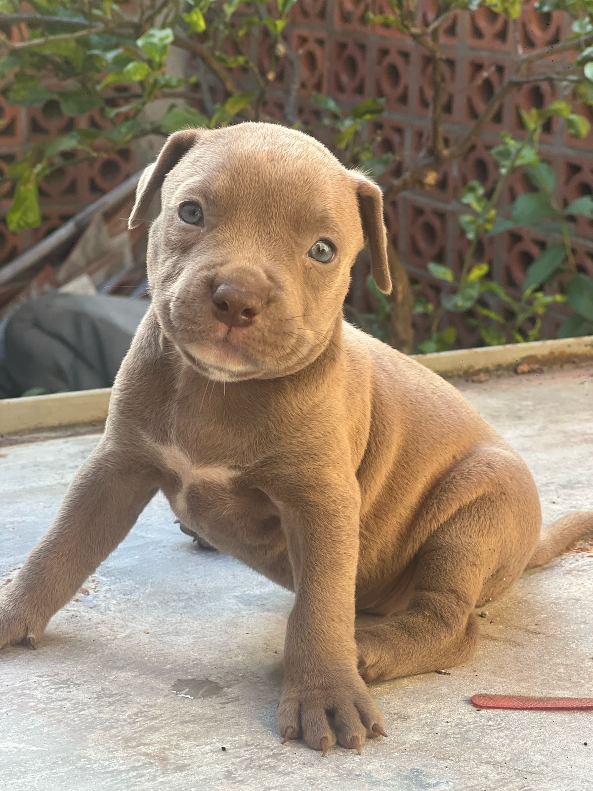 animales y mascotas - Pitbull  0