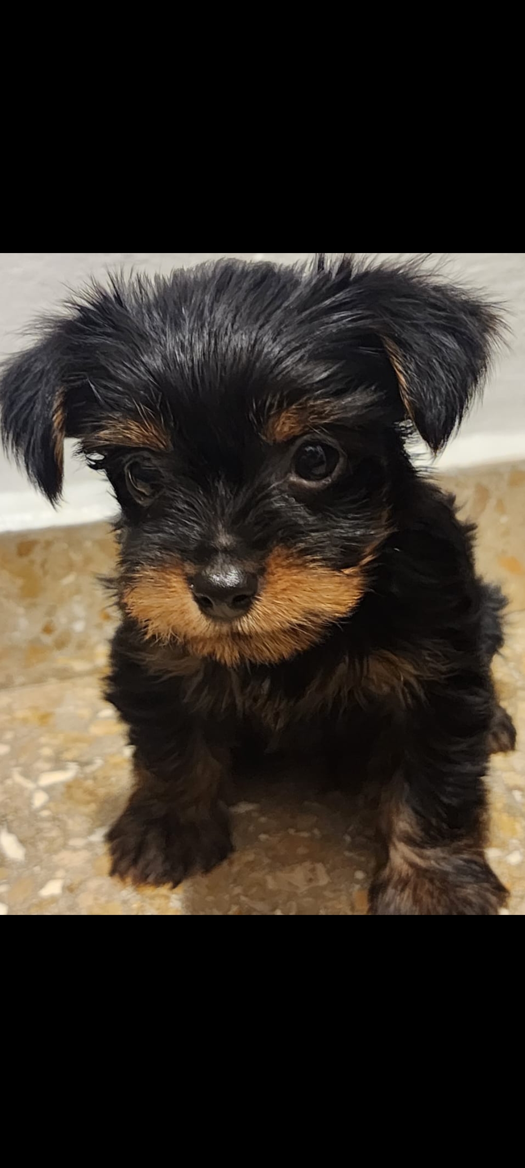 animales y mascotas - YORKIE MIX,,  disponible, ( varón ) fotos de la madre y el padre, negociable.  3