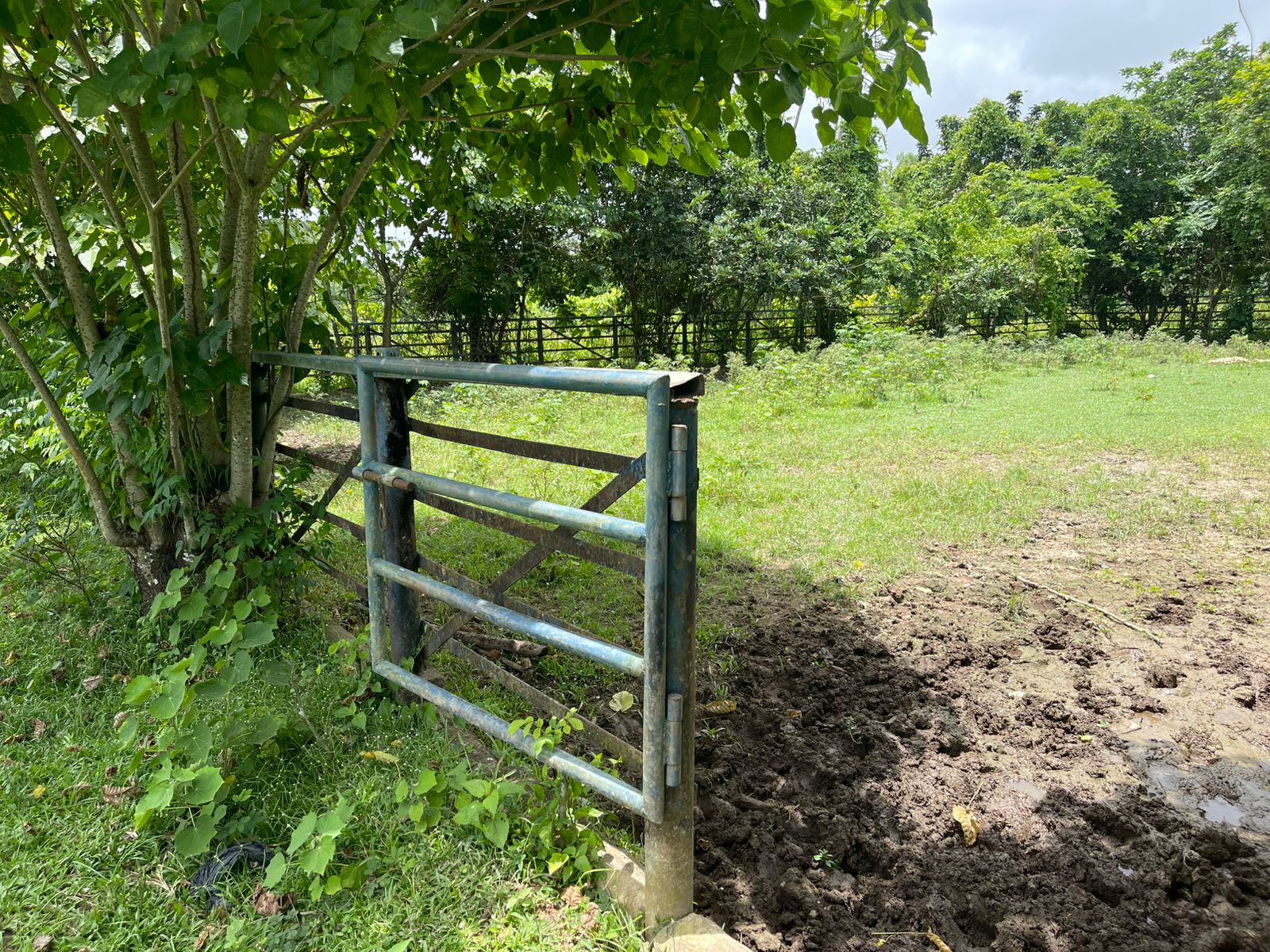 solares y terrenos - Finca de 2,500 tareas en Santo Domingo Norte, a la Orilla de la Carretera 5