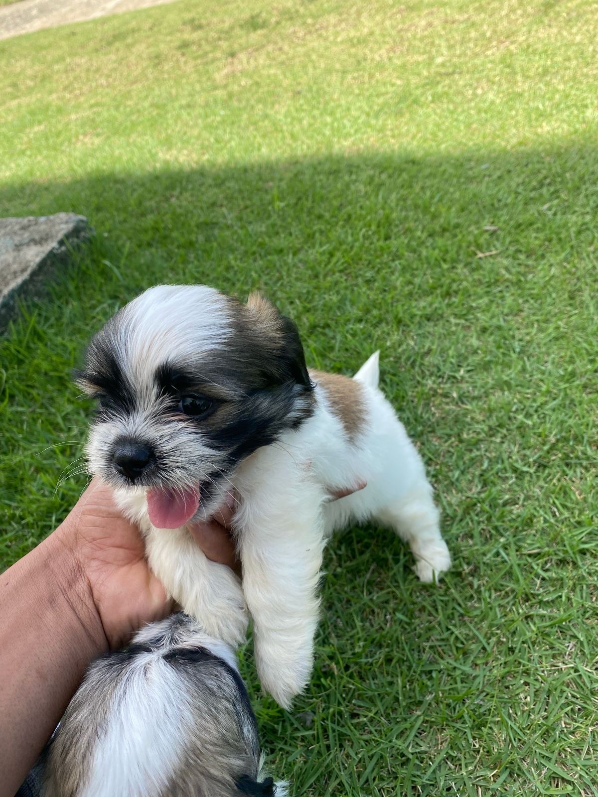 animales y mascotas - Shipoo puros 