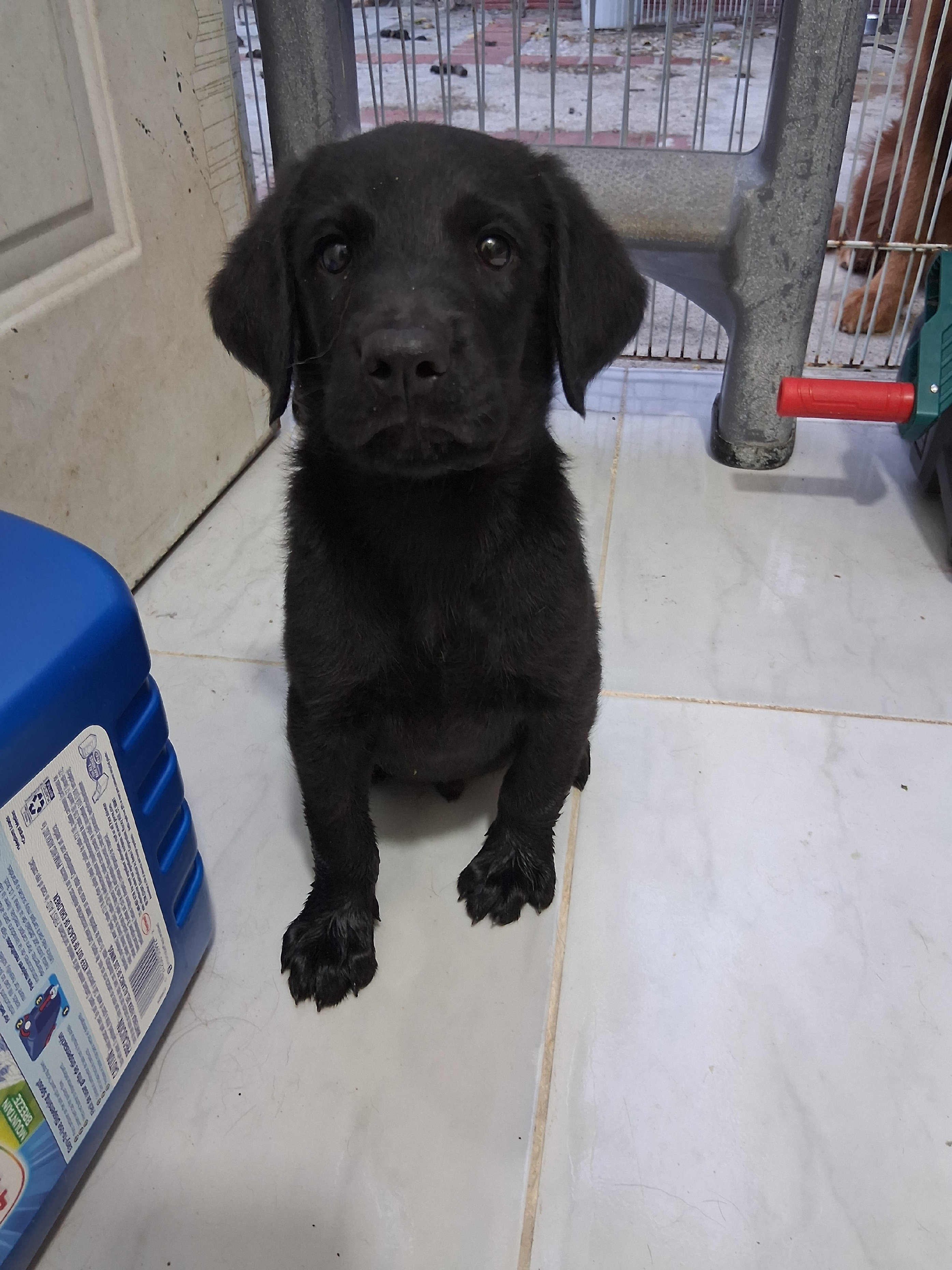 animales y mascotas - Oportunidad hermoso cachorro de madre golden  retriever y padre bordes collie 2