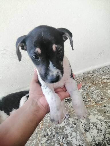 animales y mascotas - Cachorros encantasores🐶 4