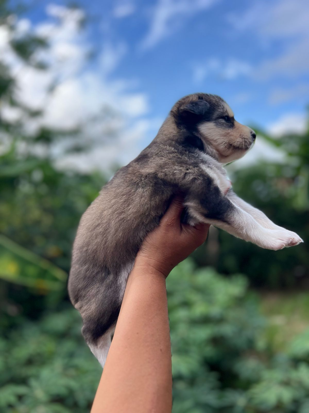 animales y mascotas - Cachorros kushye siveriano en venta 