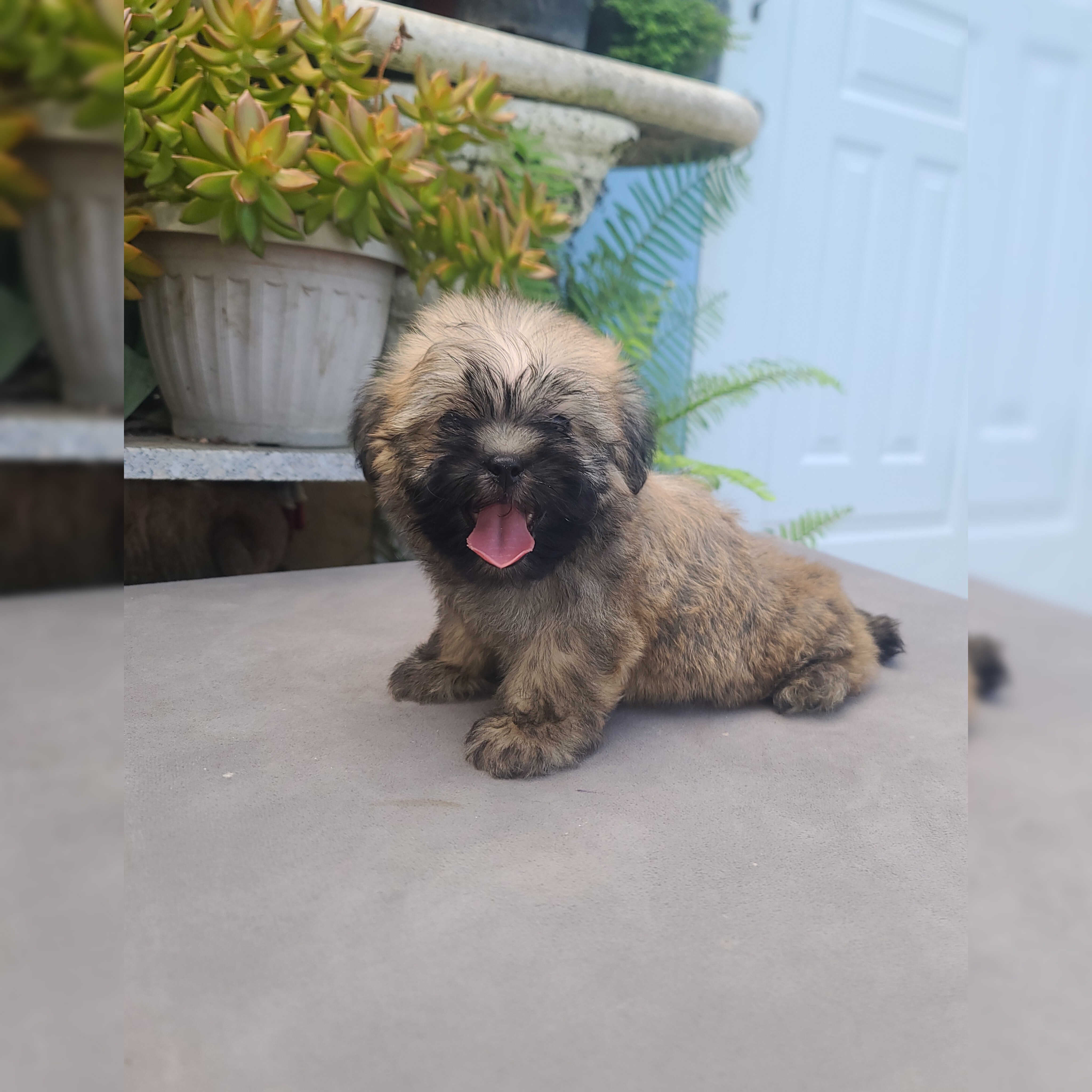 animales y mascotas - cachorro shipoo 3