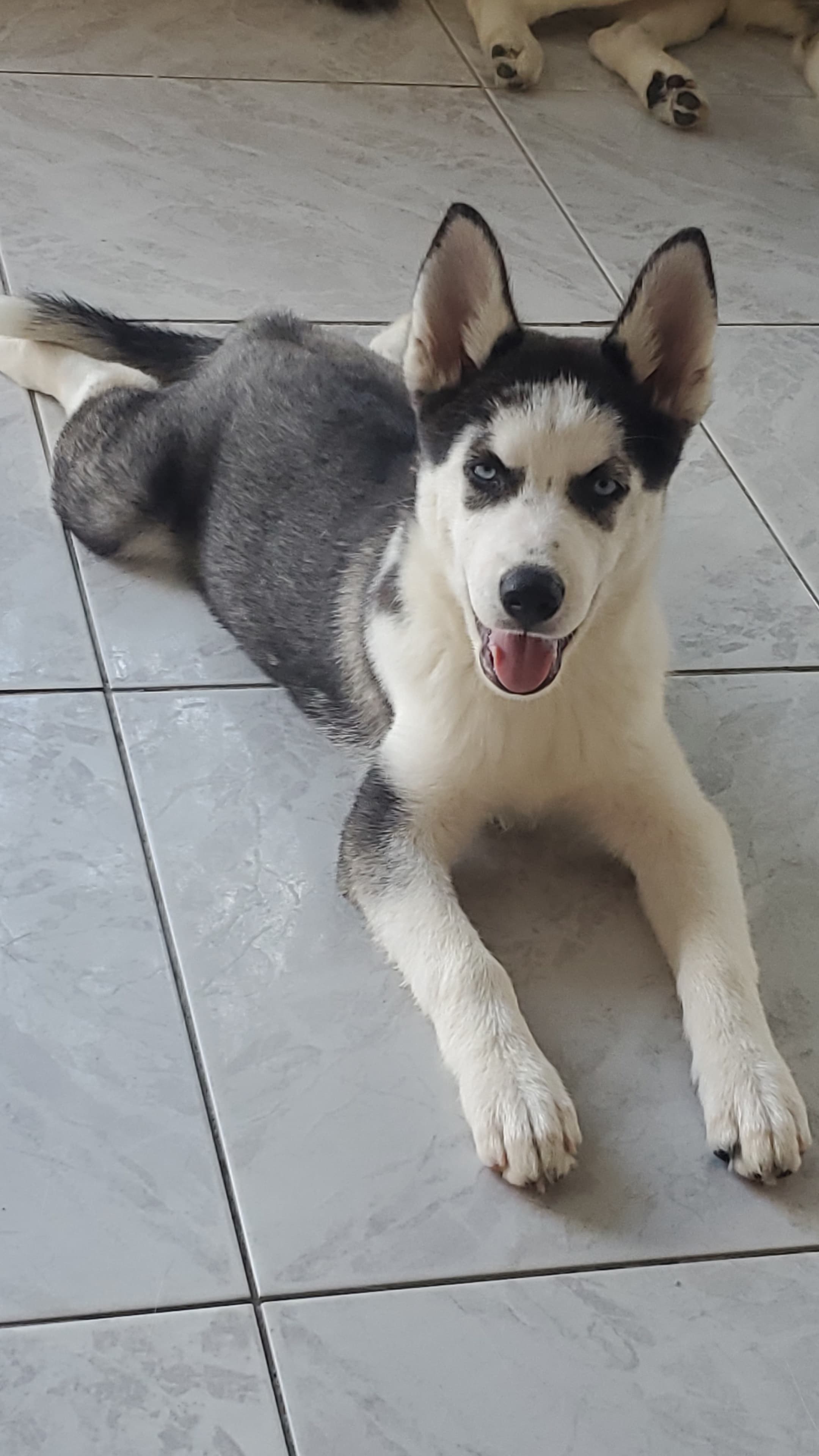 animales y mascotas - Husky hembra 1