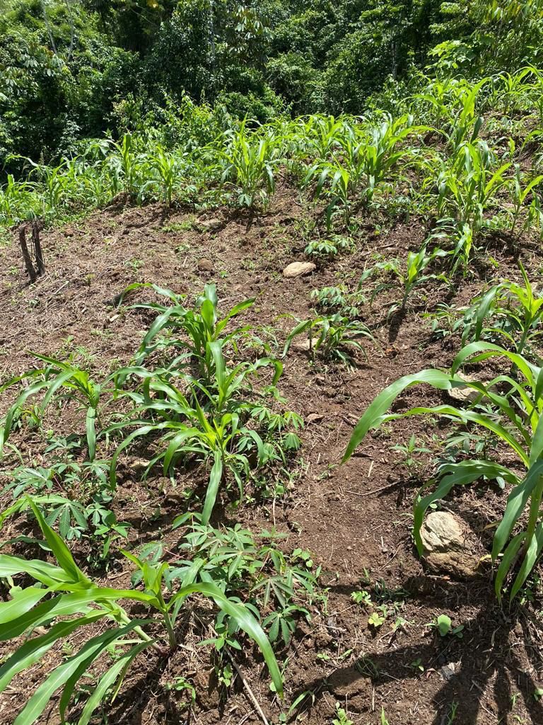 solares y terrenos - 6226- TERRENO EN RINCÓN, LA VEGA  3