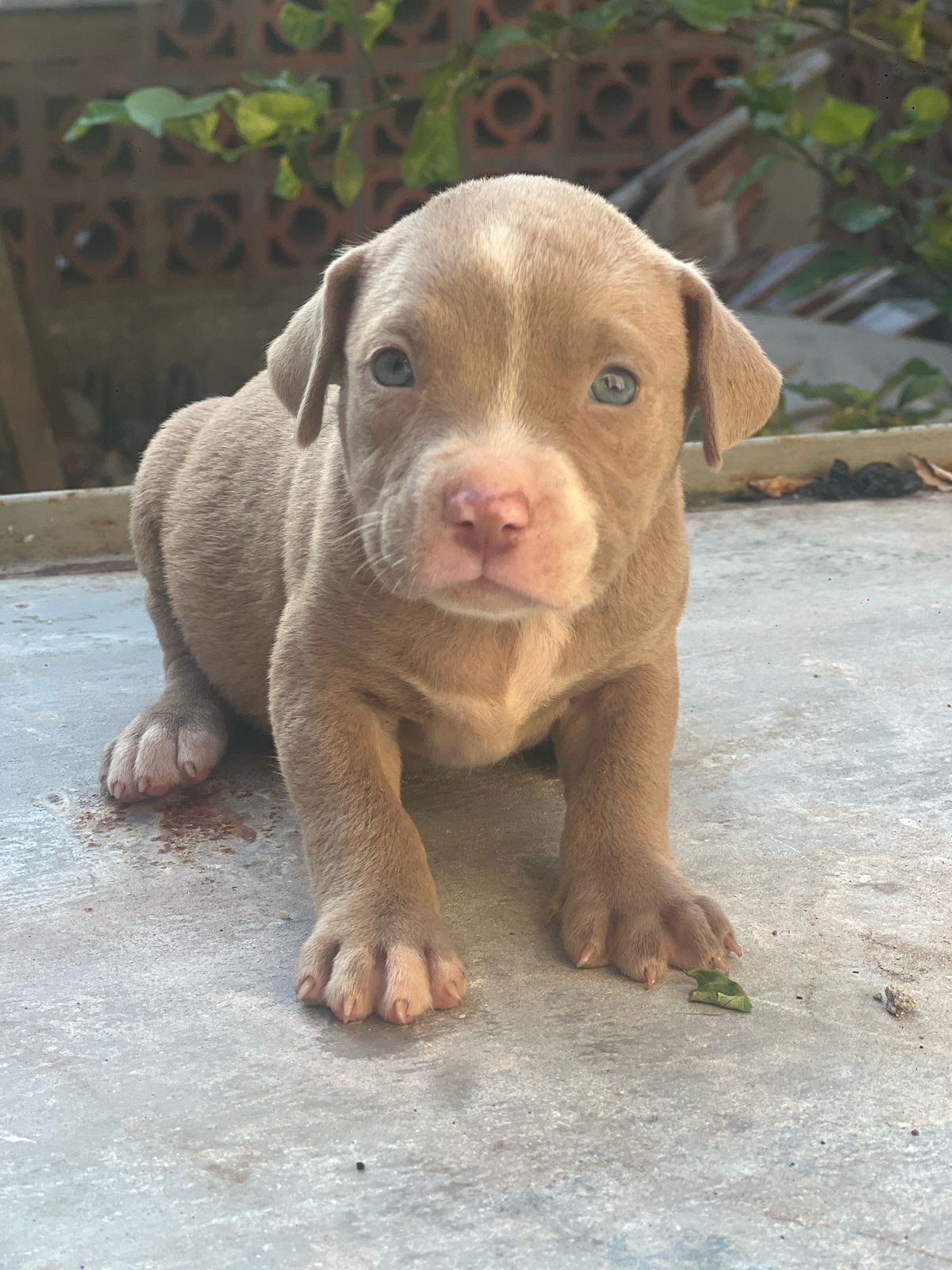 animales y mascotas - Pitbull  1
