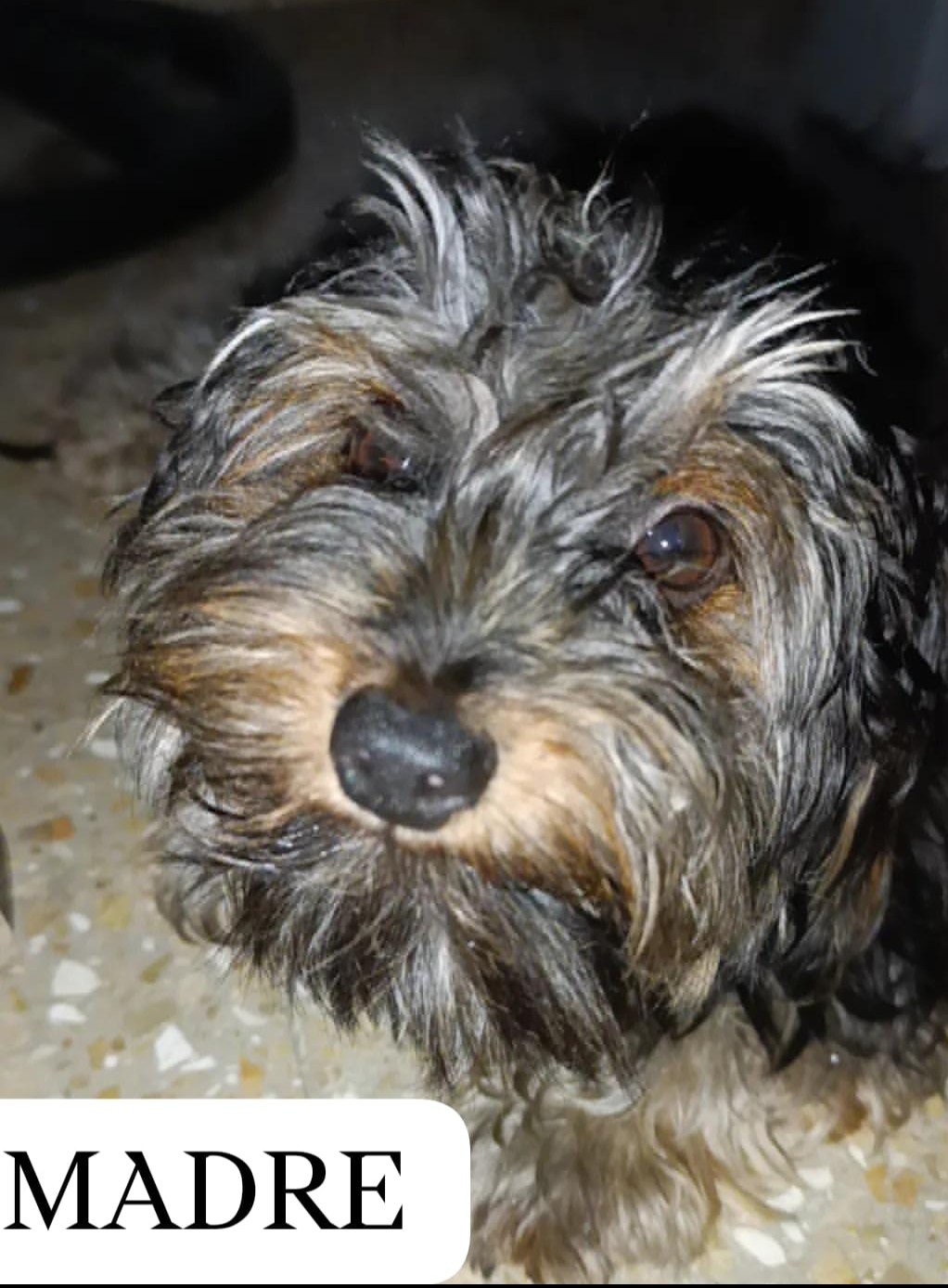 animales y mascotas - YORKIE MIX,,  disponible, ( varón ) fotos de la madre y el padre, negociable.  4