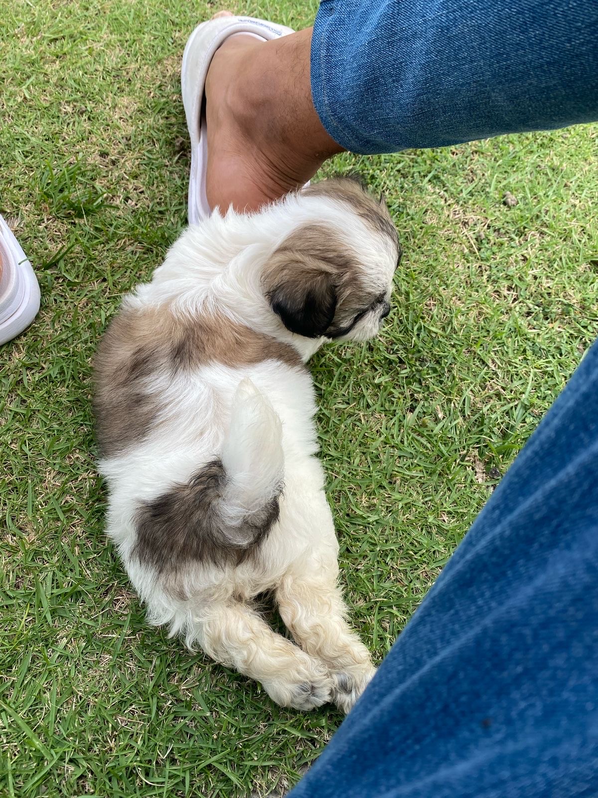 animales y mascotas - Shipoo puros  1