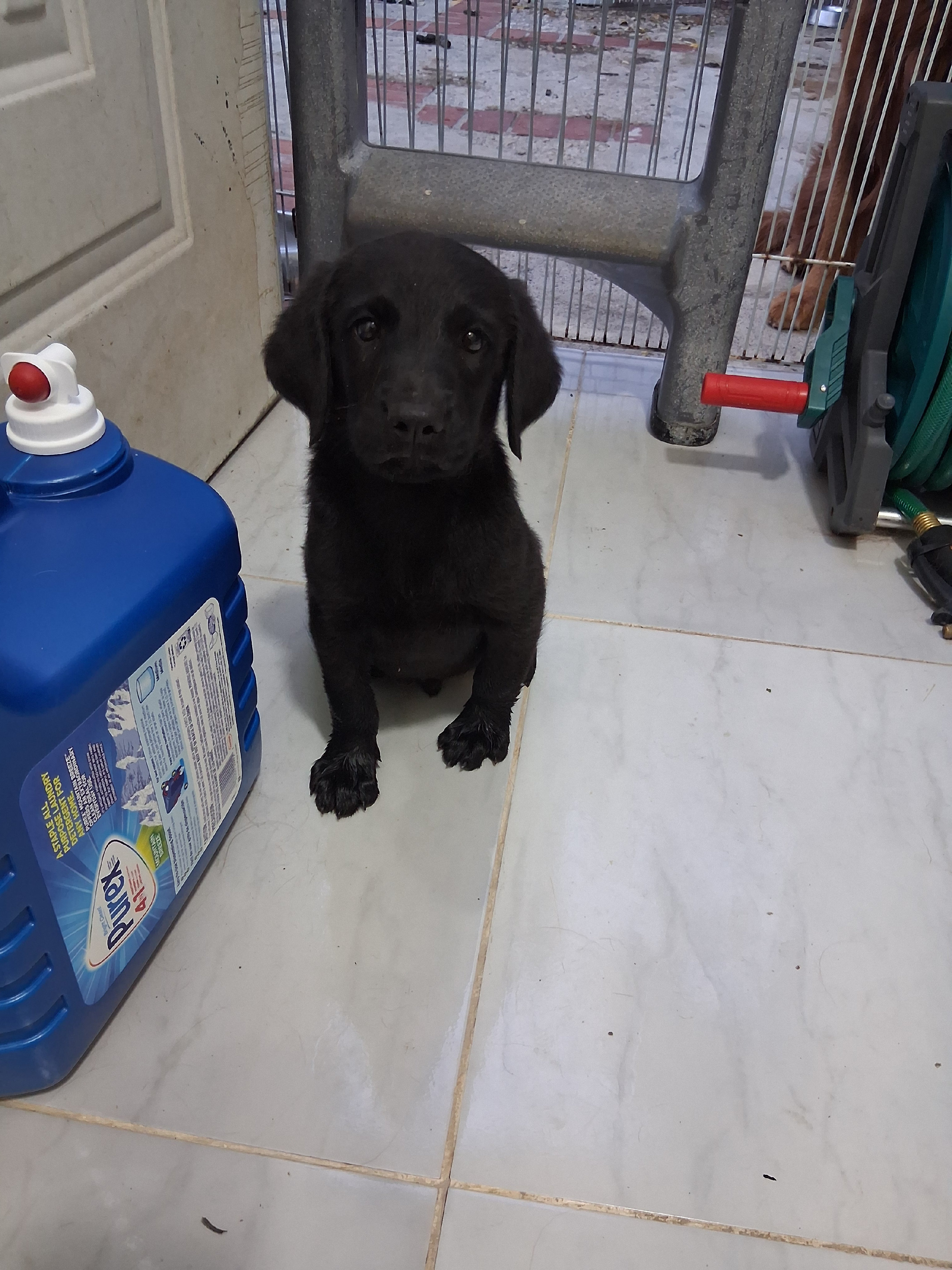 animales y mascotas - Oportunidad hermoso cachorro de madre golden  retriever y padre bordes collie 3