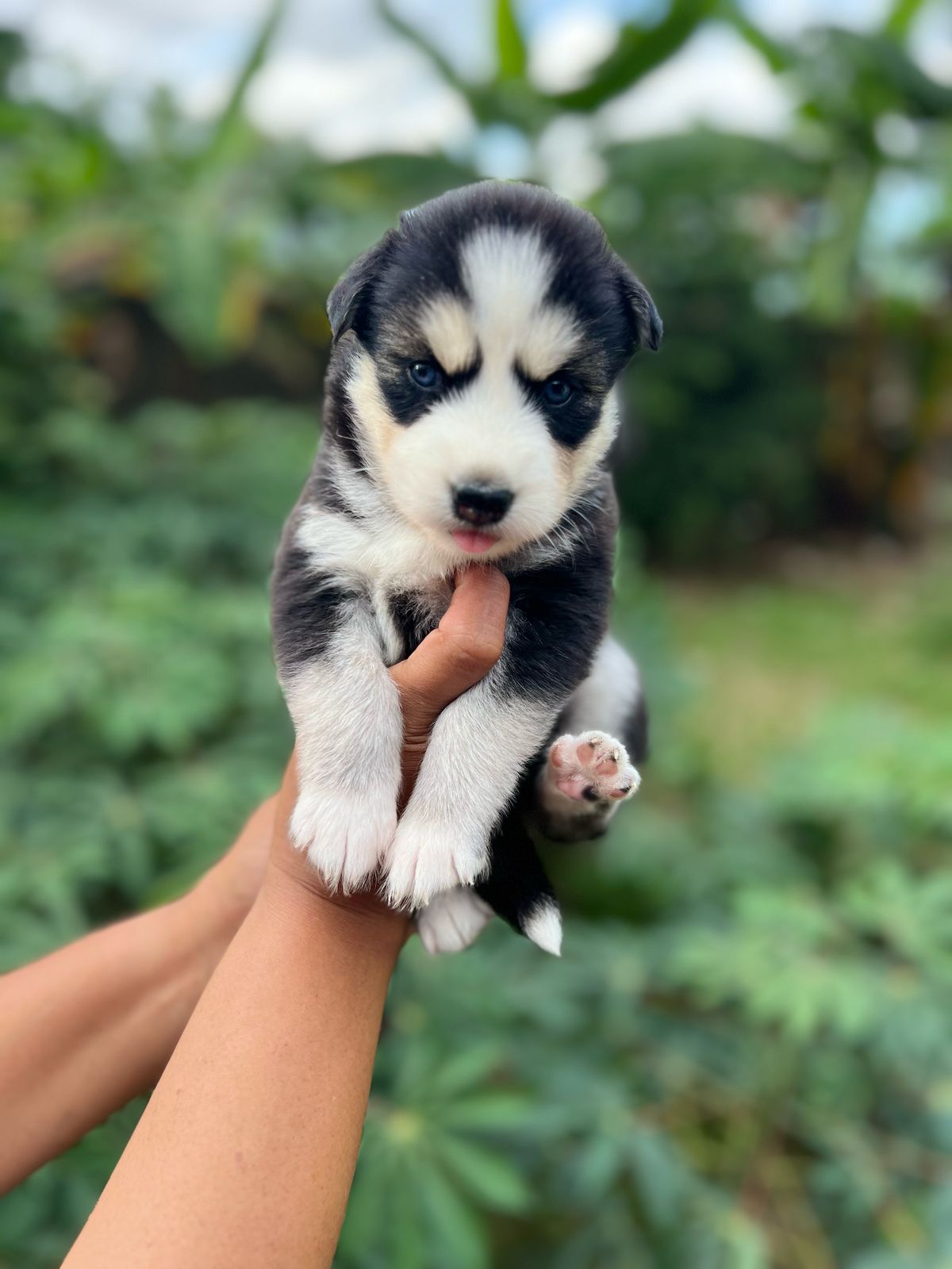 animales y mascotas - Cachorros kushye siveriano en venta  1