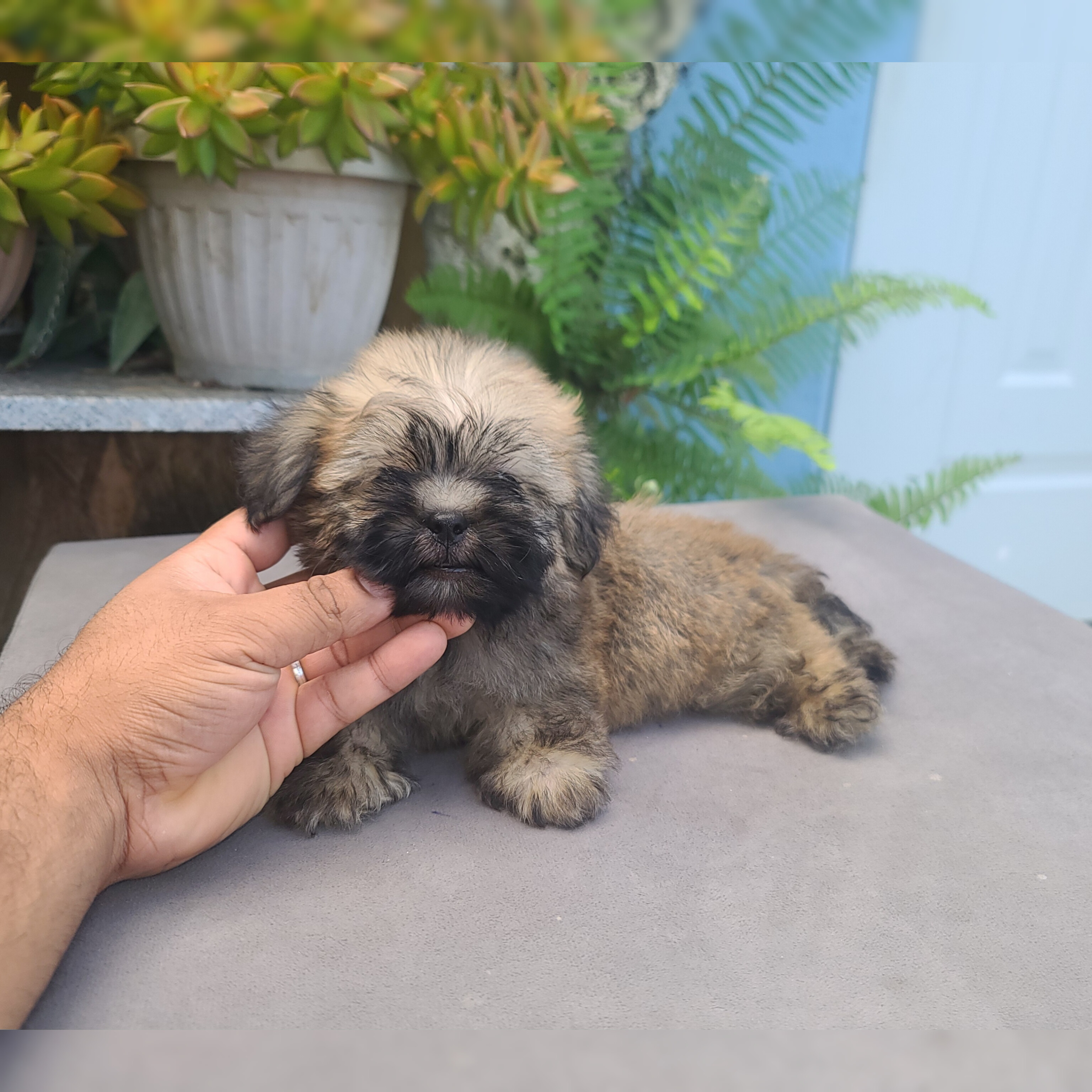 animales y mascotas - cachorro shipoo 4